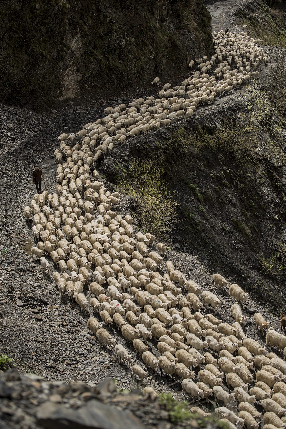 Shepherds, fot. Magdalena Konik