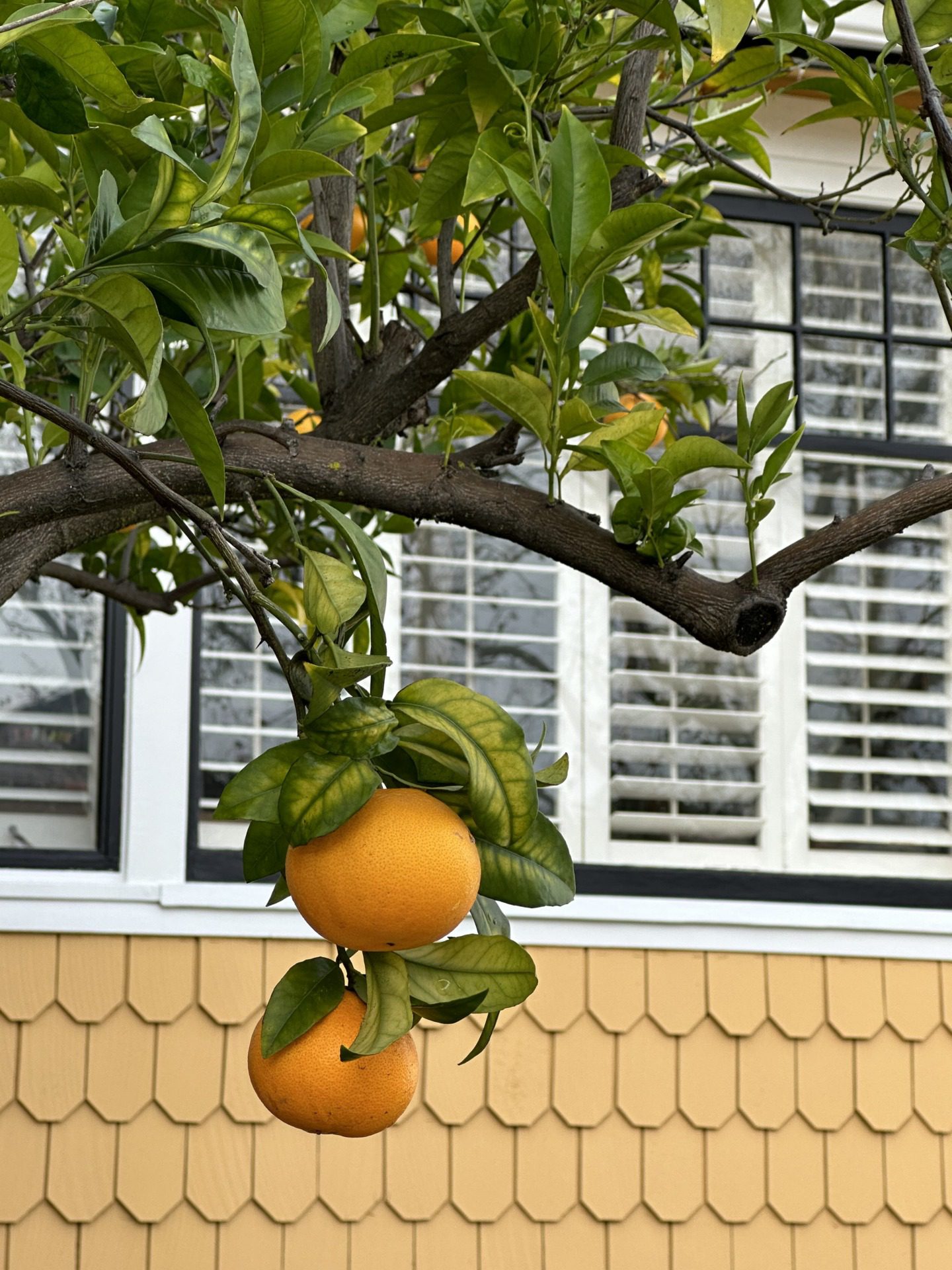 Los Gatos, fot. Aleksandra Karkowska