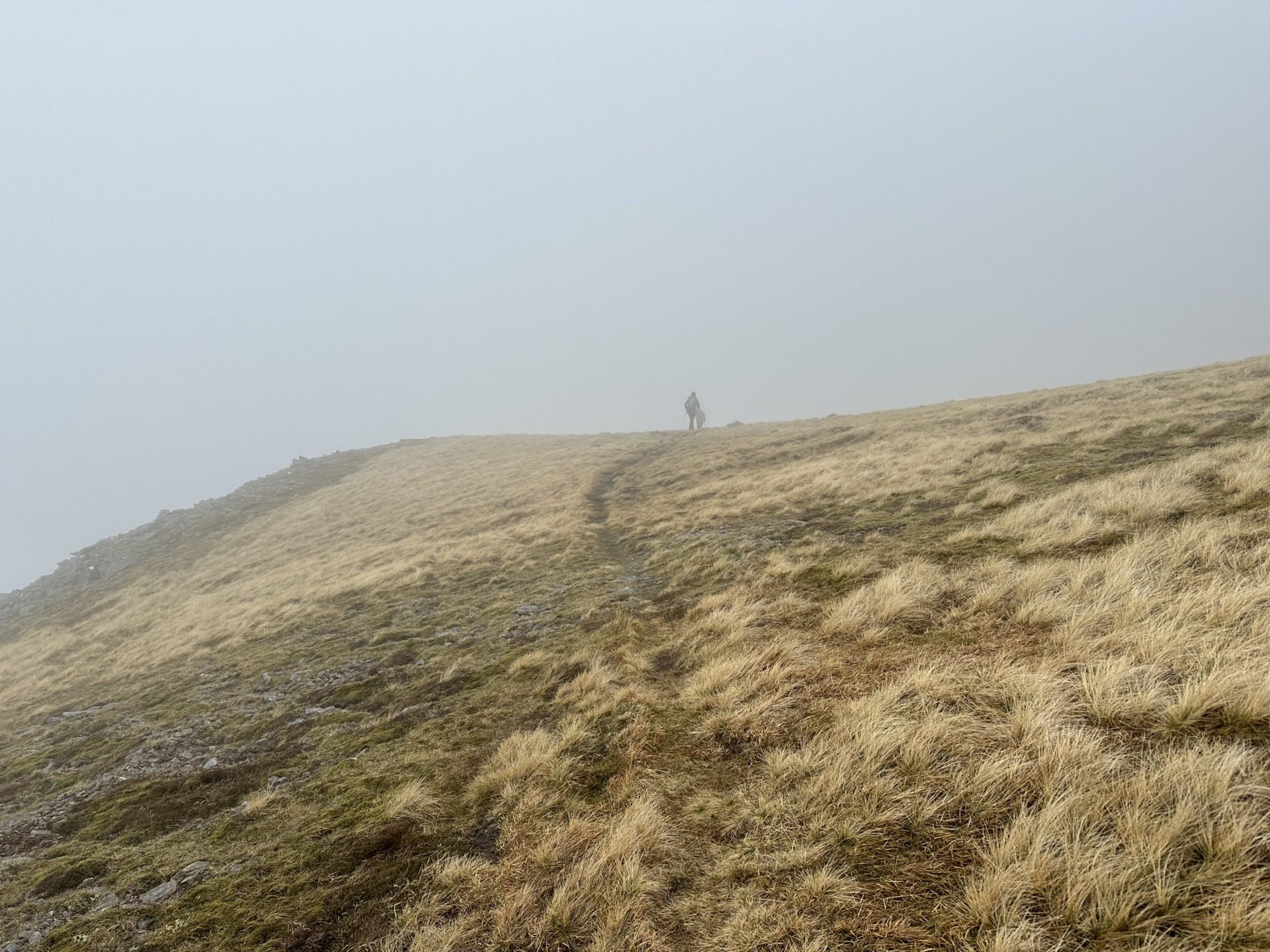 Szkockie Highland, fot. Aleksandra Karkowska