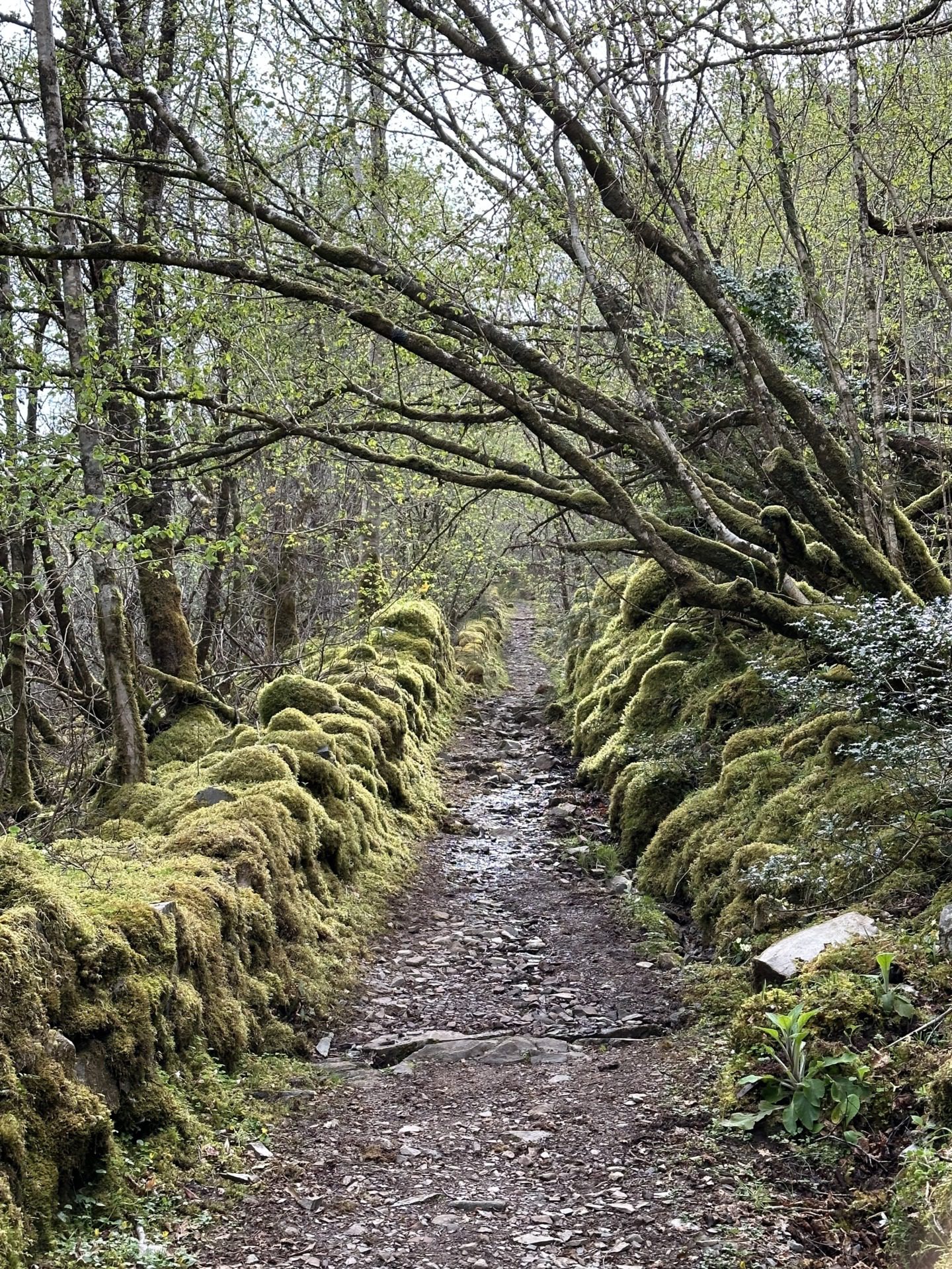 Szkockie Highland, fot. Aleksandra Karkowska
