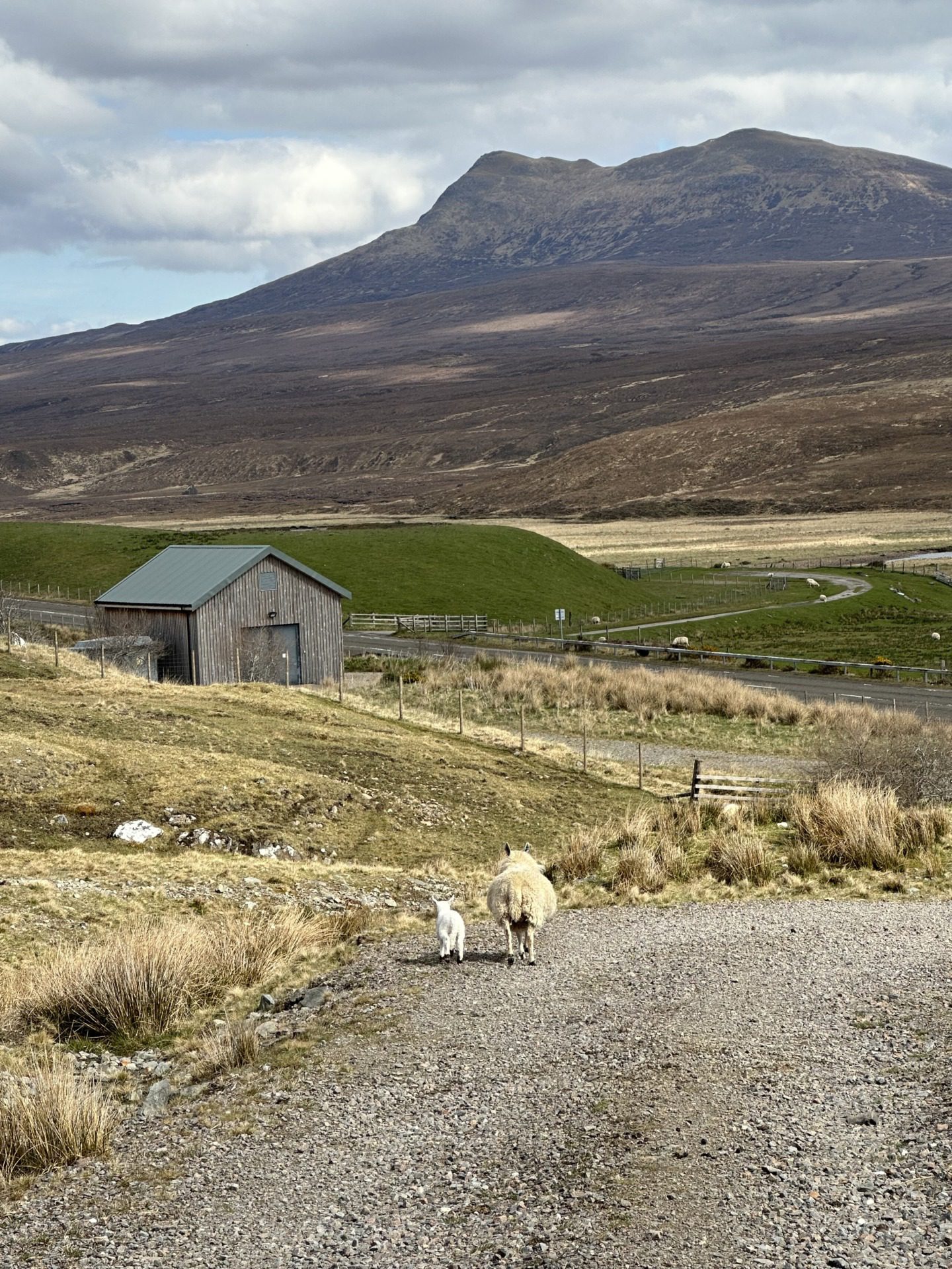 Szkockie Highland, fot. Aleksandra Karkowska