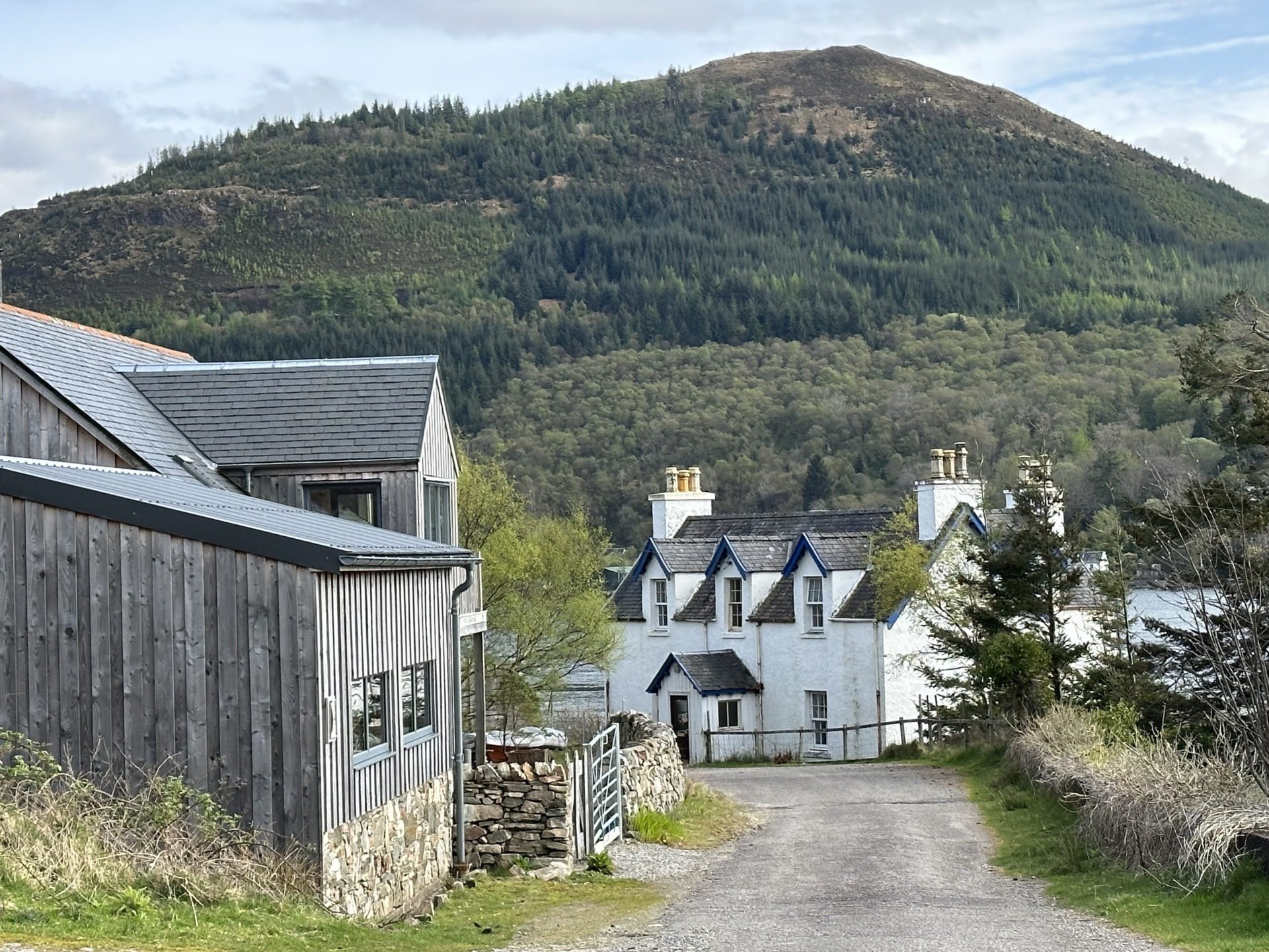 Szkockie Highland, fot. Aleksandra Karkowska
