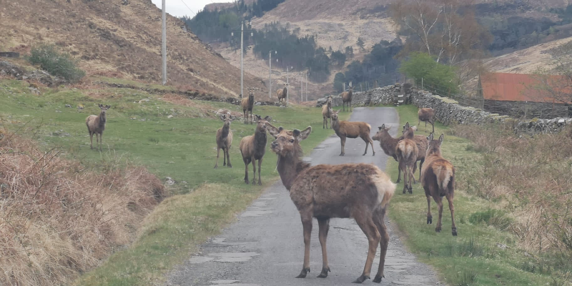Szkockie Highland, fot. Aleksandra Karkowska