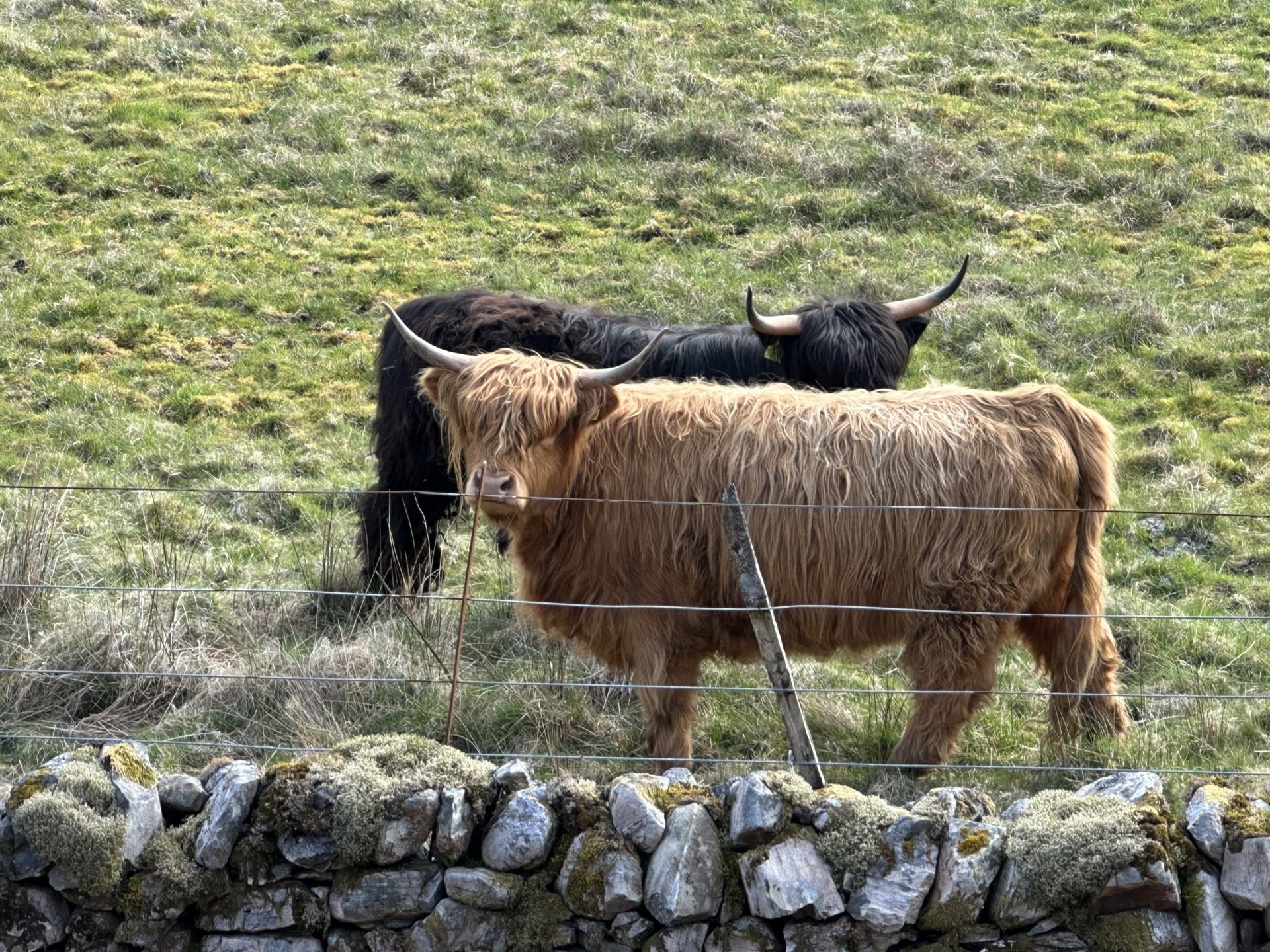 Szkockie Highland, fot. Aleksandra Karkowska