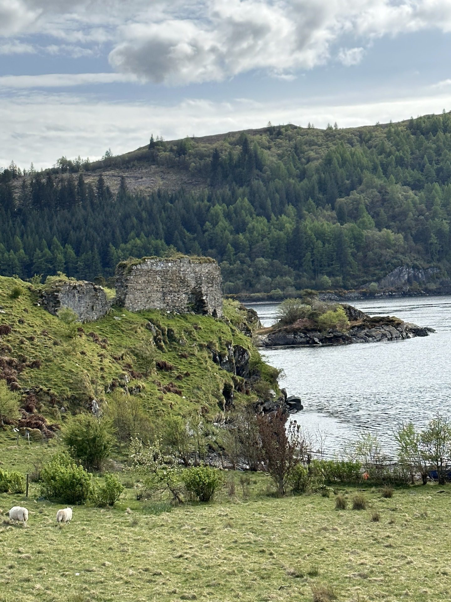 Szkockie Highland, fot. Aleksandra Karkowska