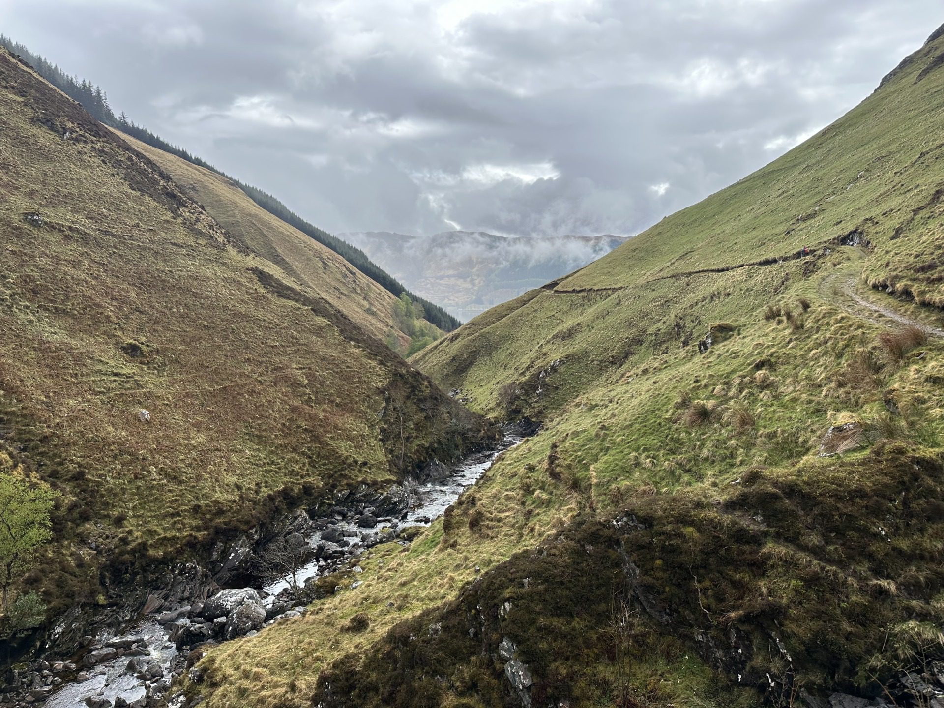 Szkockie Highland, fot. Aleksandra Karkowska