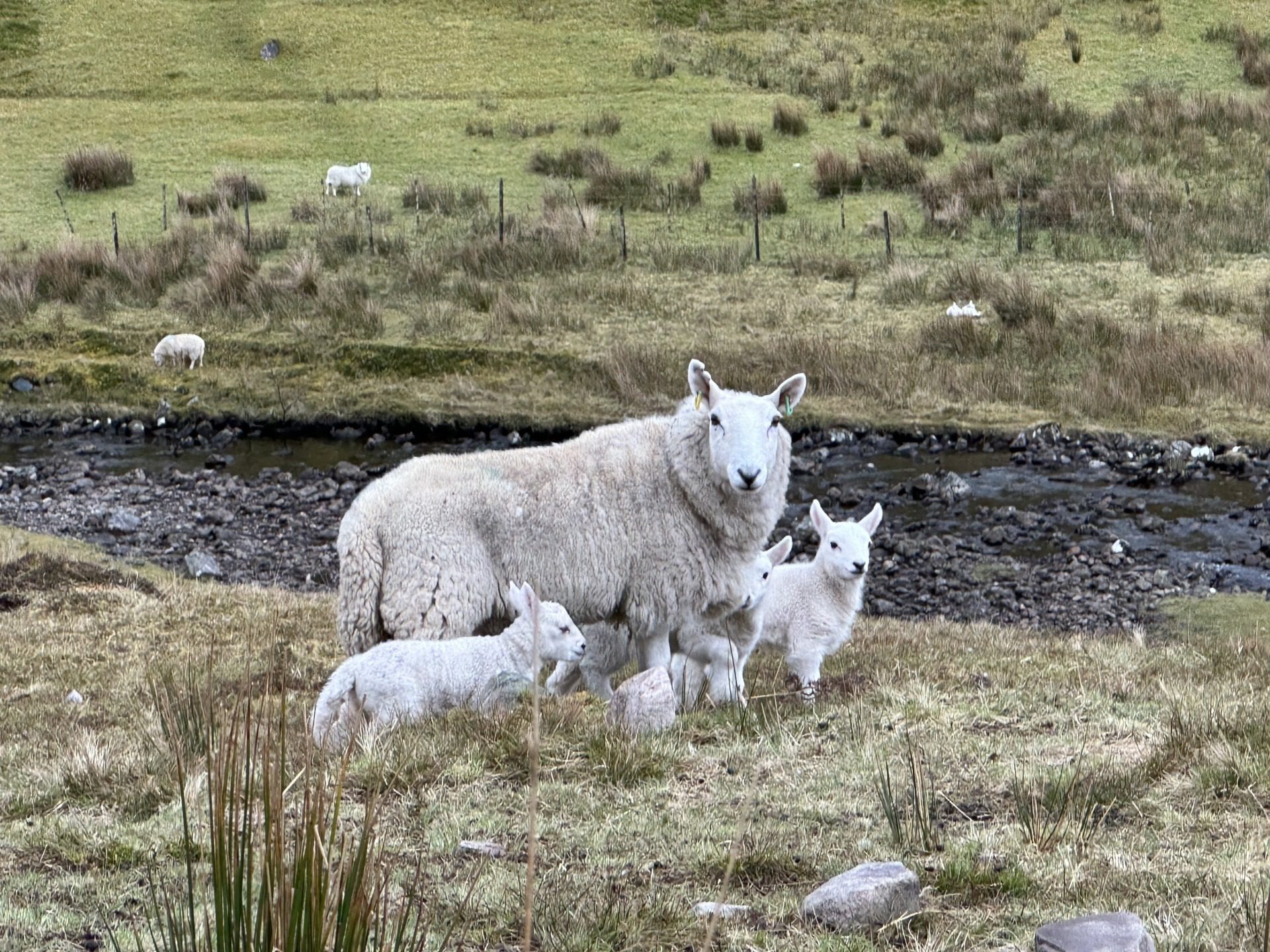 Szkockie Highland, fot. Aleksandra Karkowska