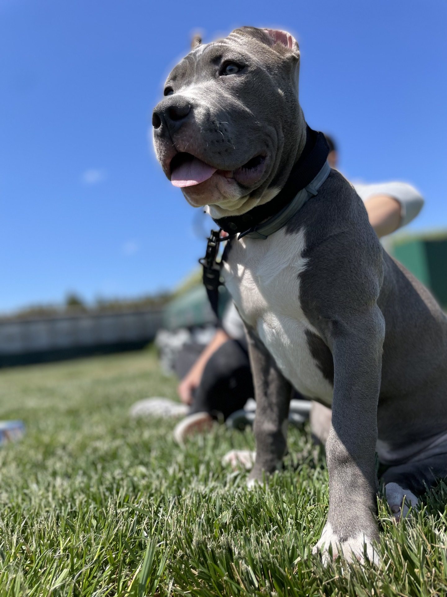 Bera American Bully XL na zajciach dla szczeniaków, fot. Magda Czajkowska