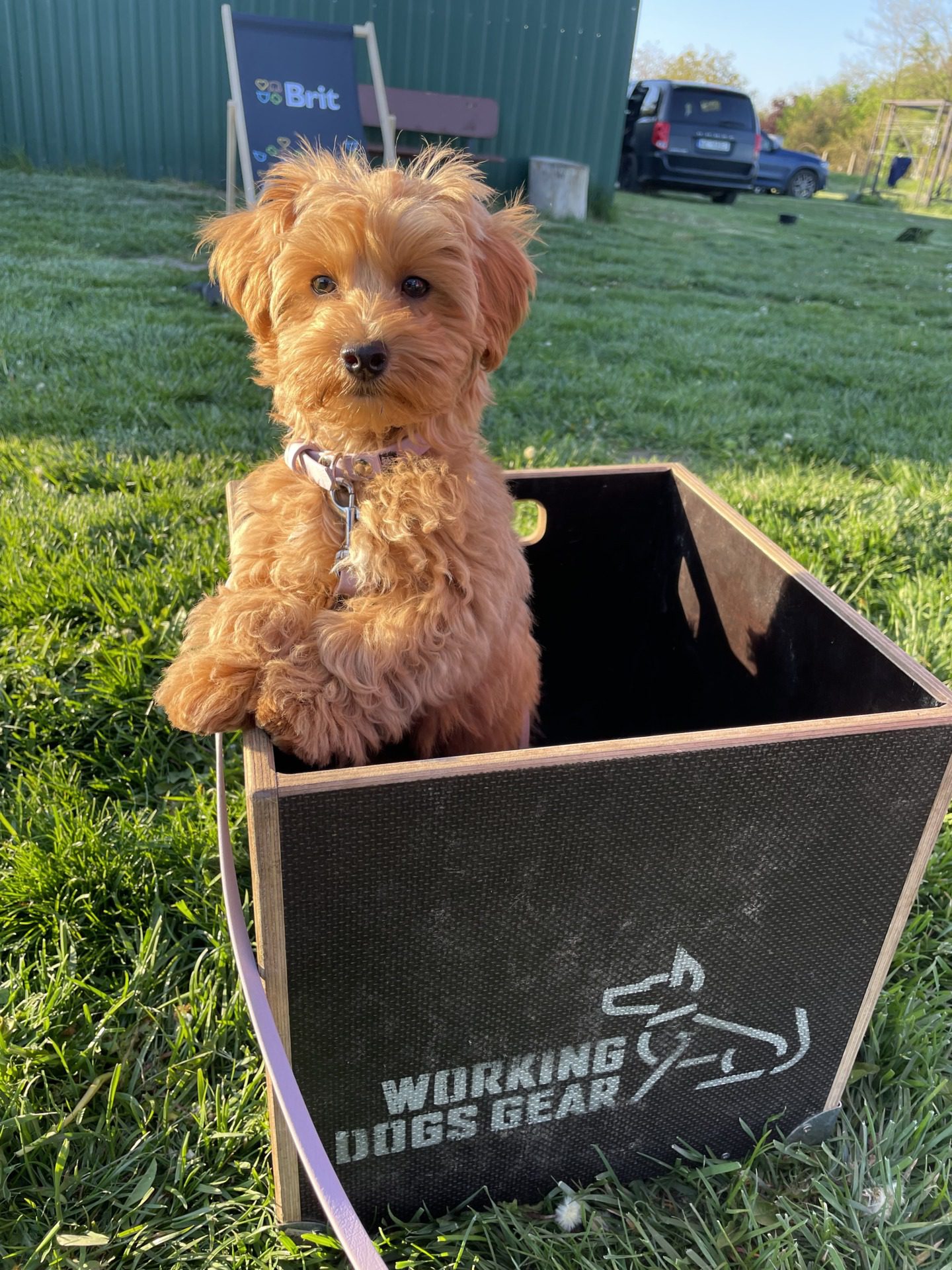 Rocky Cavapoo na treningu, fot. Magda Czajkowska