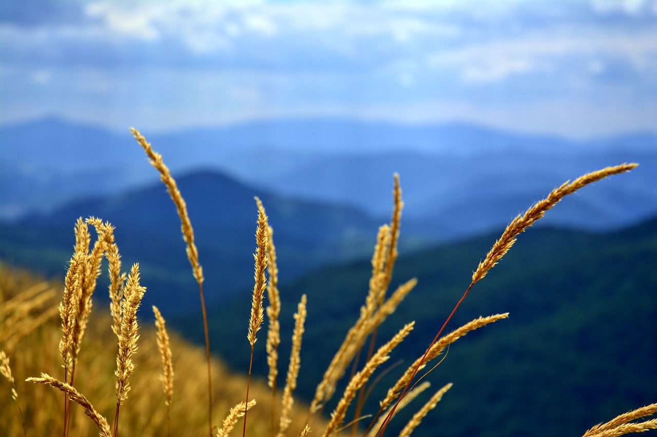 Bieszczady, Tarnica, fot. Pixabay