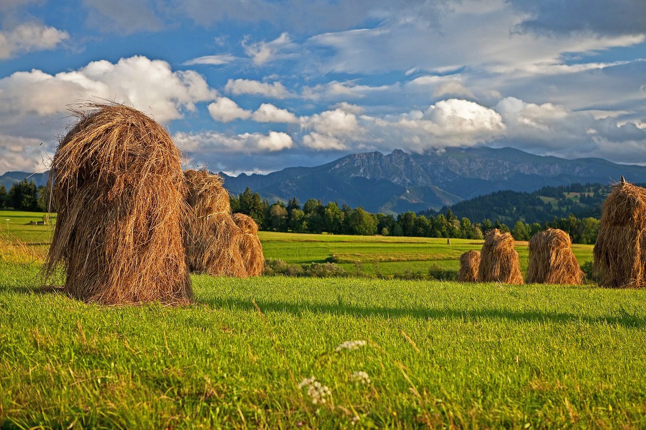 Lato, fot. Pixabay