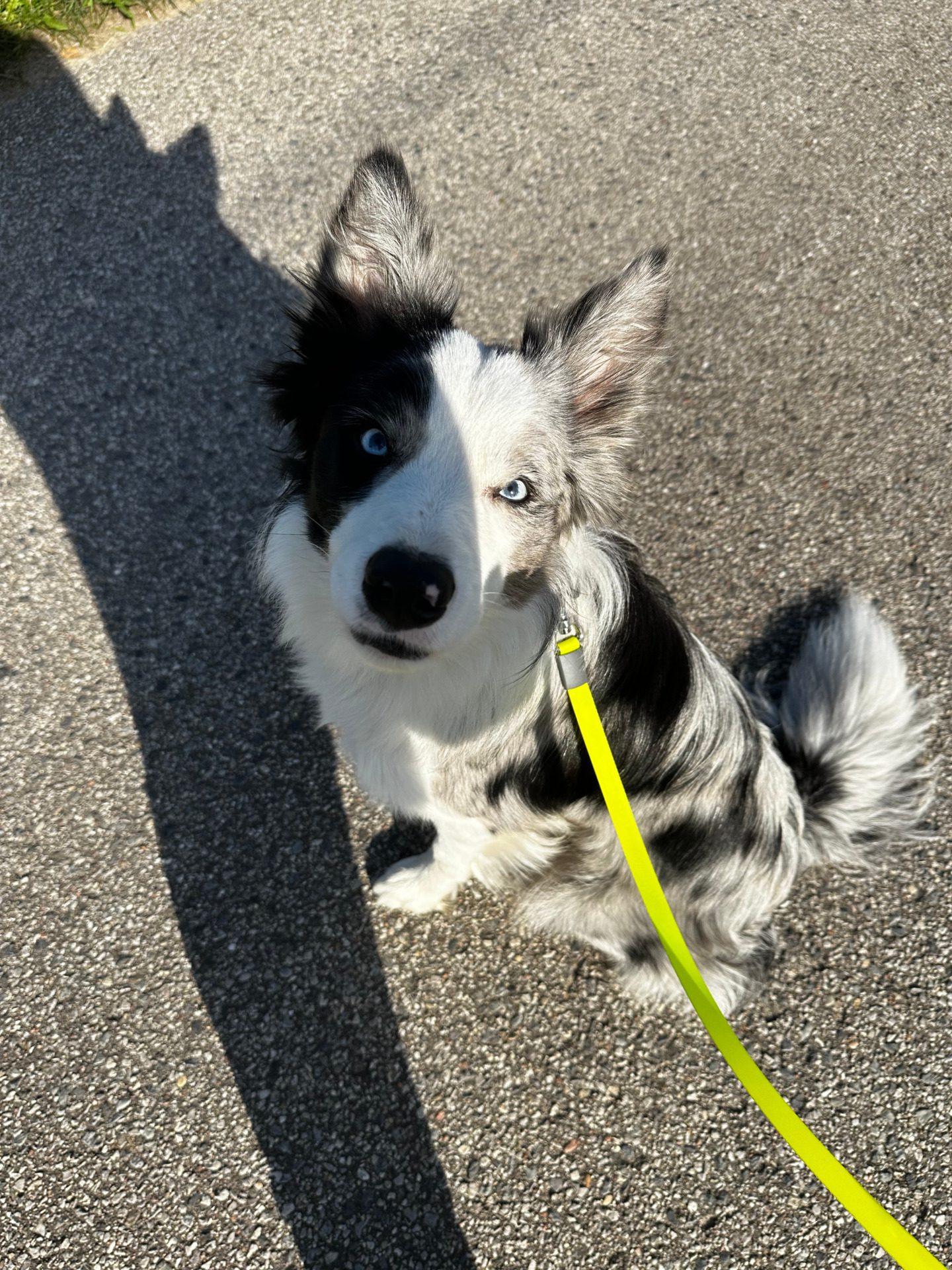 Border Collie – River, fot. Magda Czajkowska
