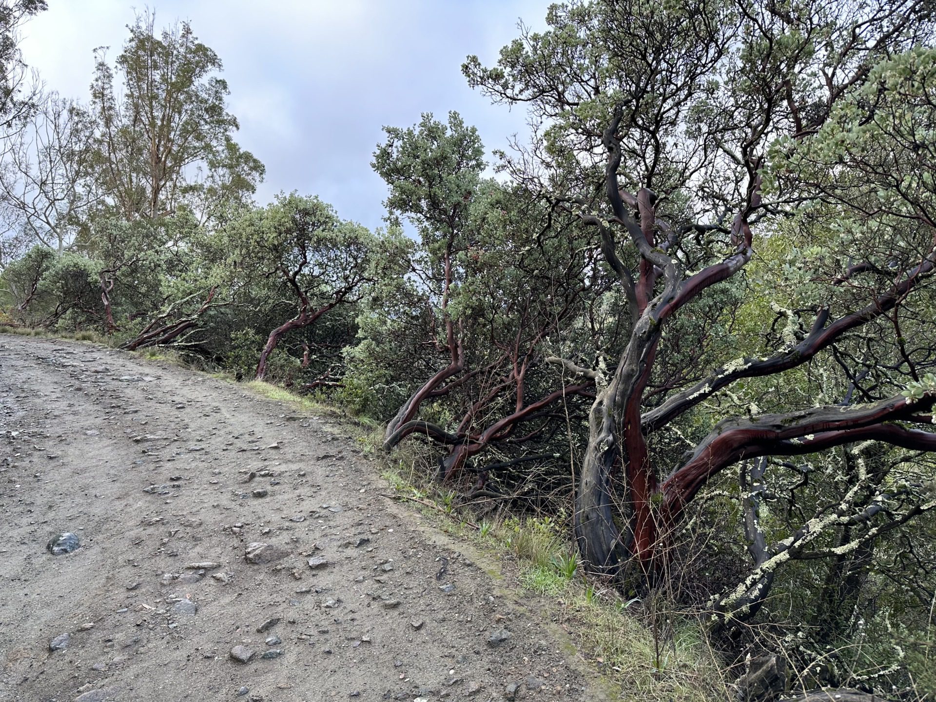 Manzanita i eukaliptusy, fot. Aleksandra Karkowska