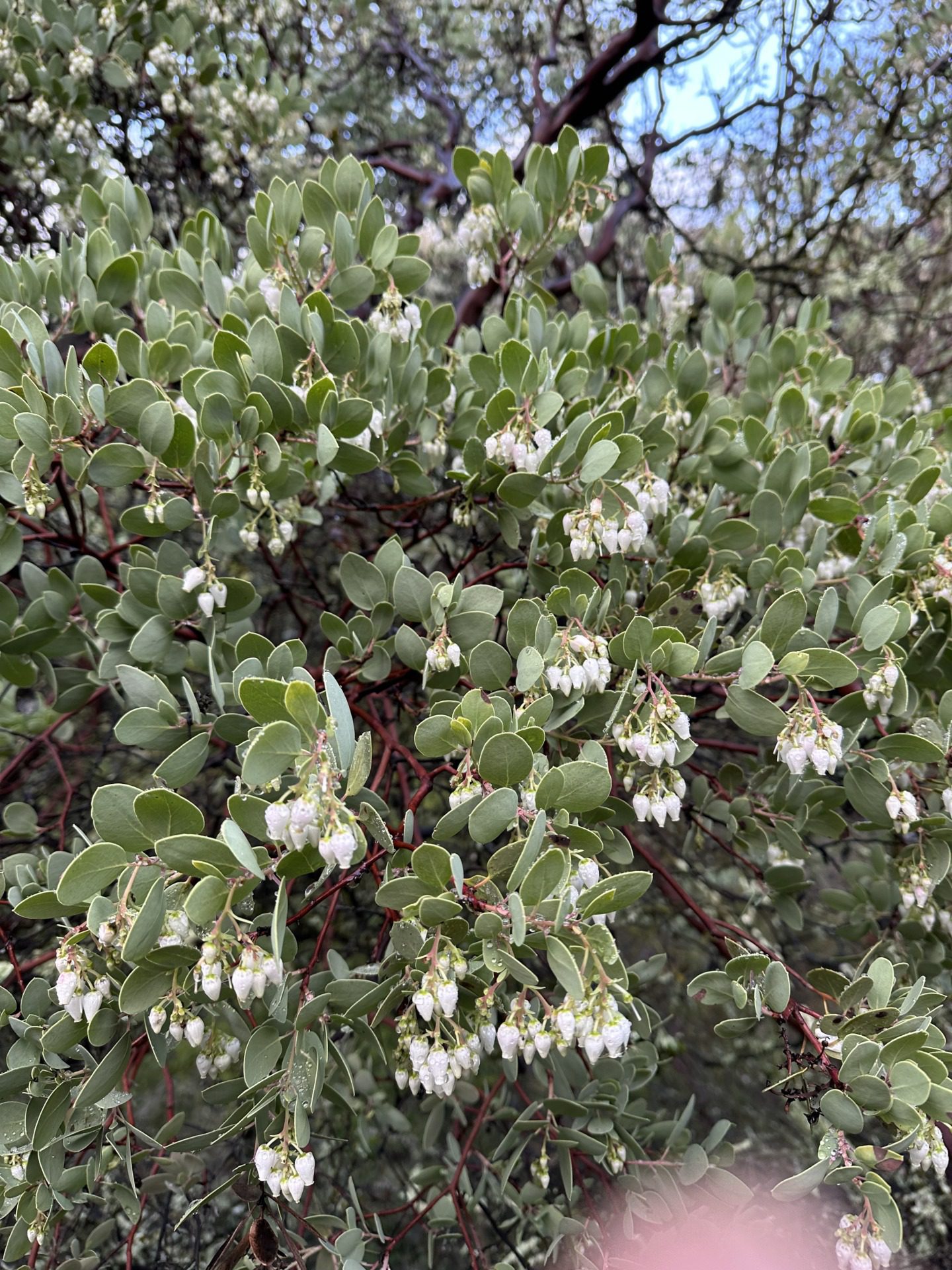 Manzanita i eukaliptusy, fot. Aleksandra Karkowska