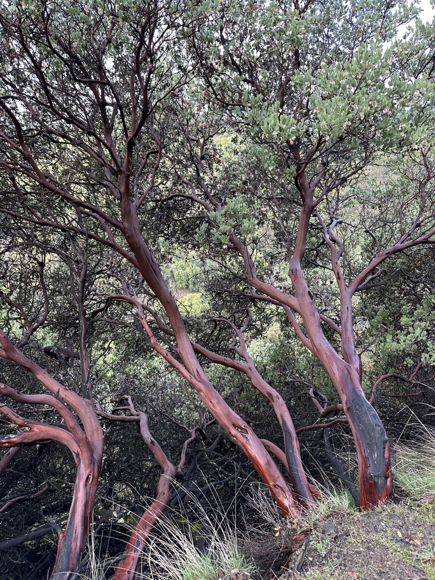 Manzanita i eukaliptusy, fot. Aleksandra Karkowska