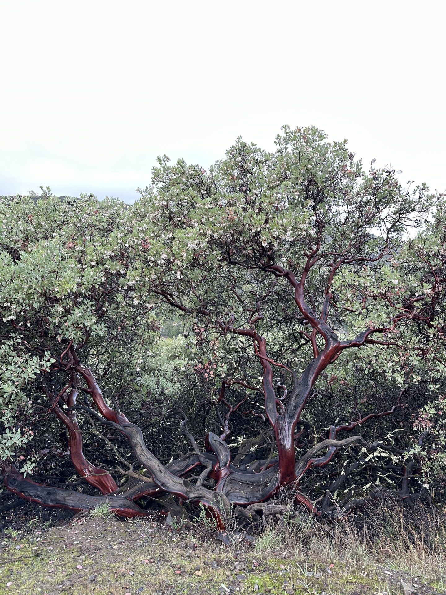 Manzanita i eukaliptusy, fot. Aleksandra Karkowska