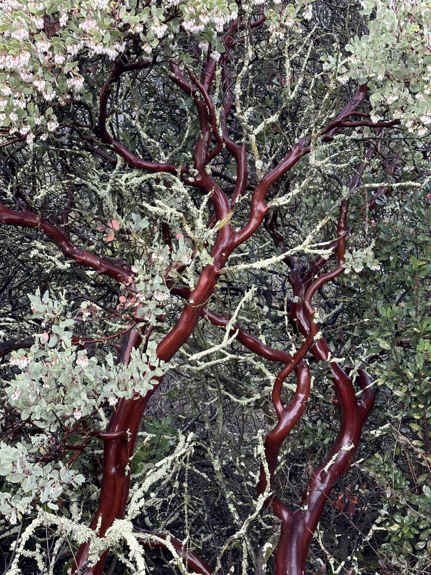 Manzanita i eukaliptusy, fot. Aleksandra Karkowska