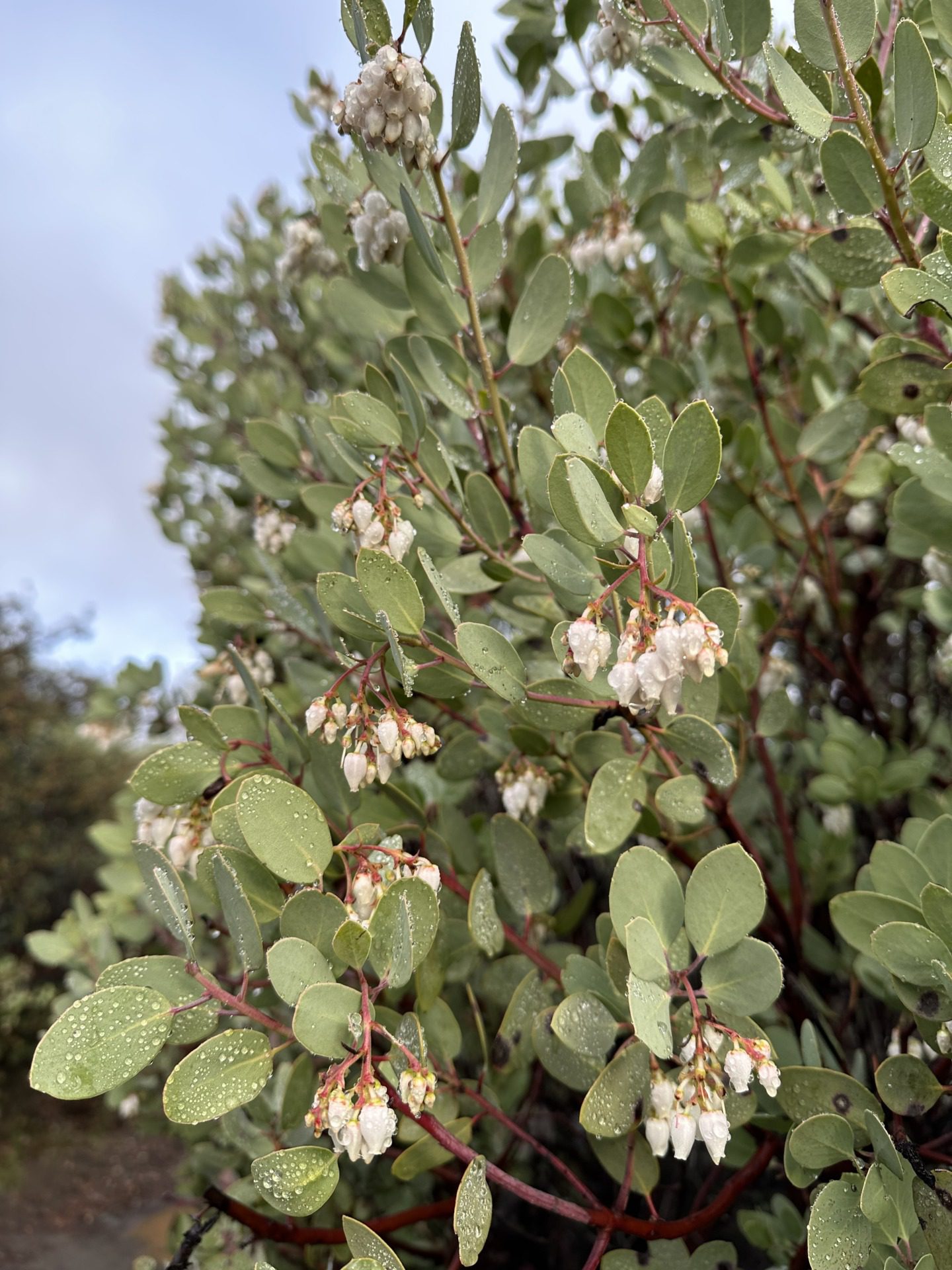 Manzanita i eukaliptusy, fot. Aleksandra Karkowska