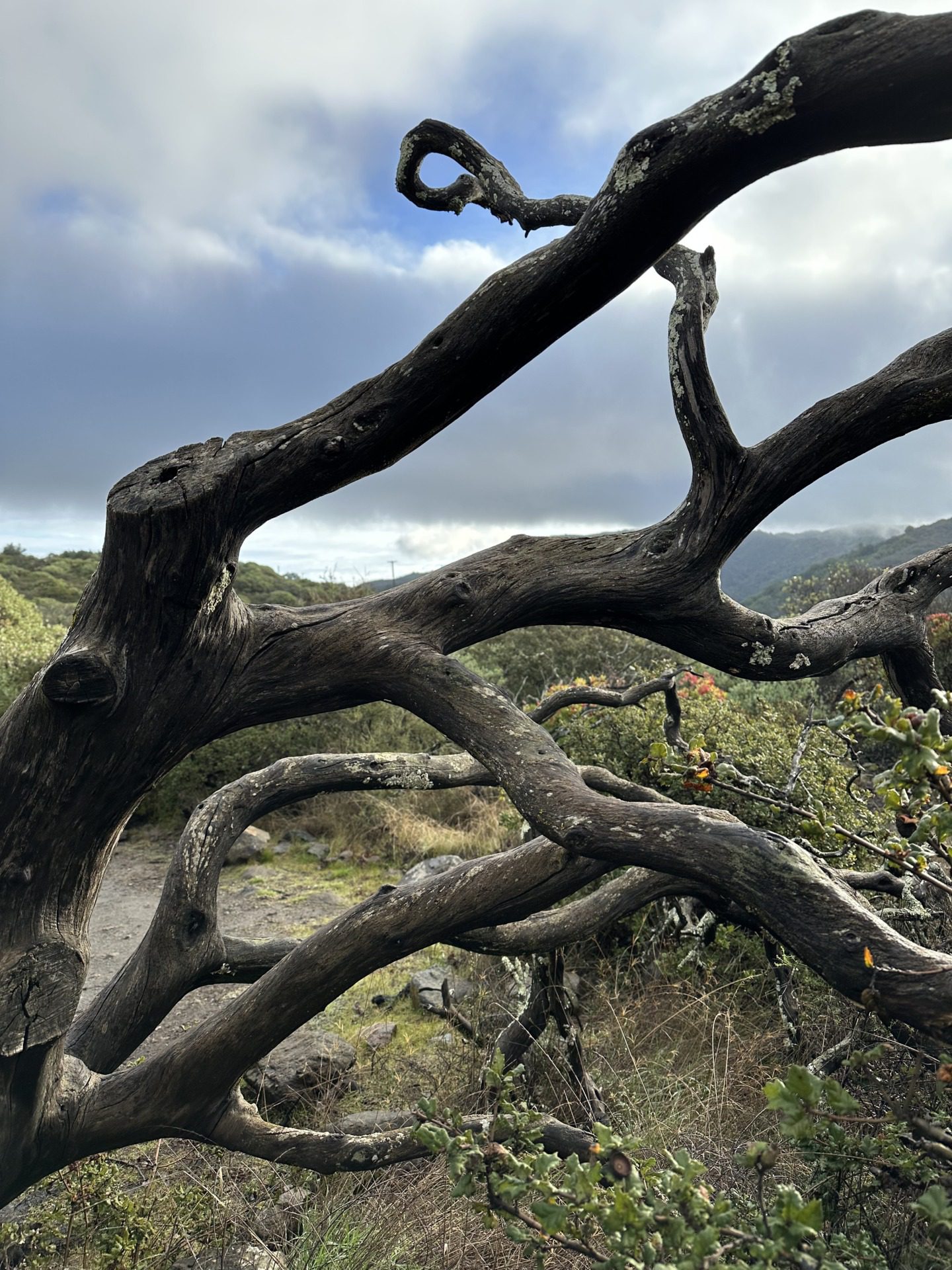 Manzanita i eukaliptusy, fot. Aleksandra Karkowska