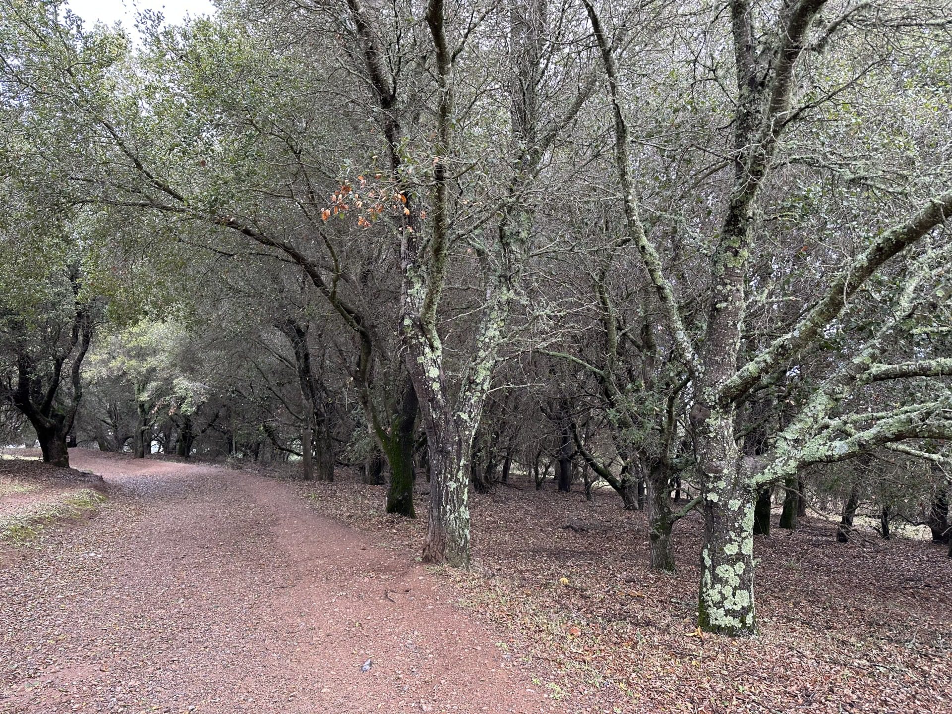 Manzanita i eukaliptusy, fot. Aleksandra Karkowska