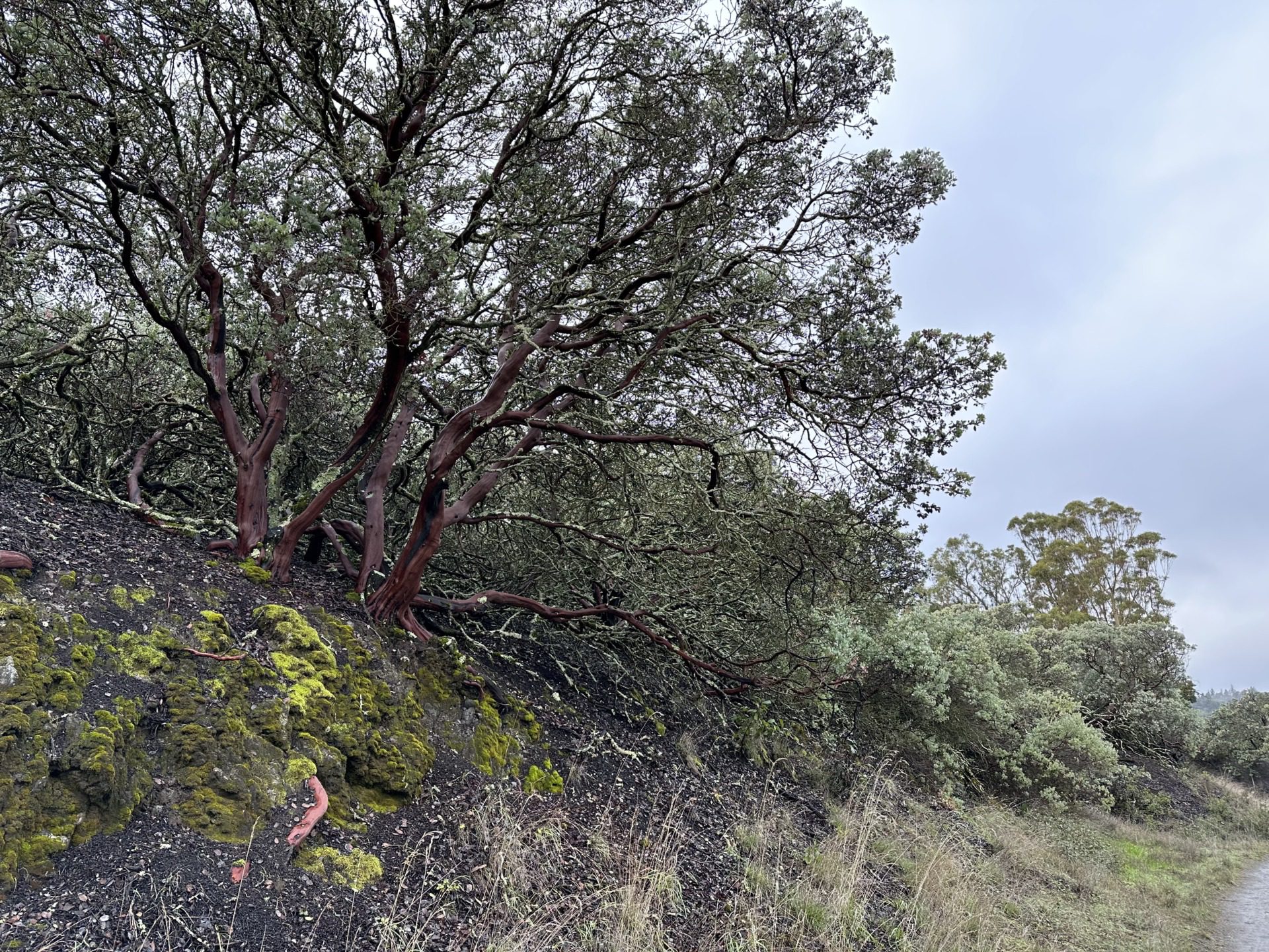 Manzanita i eukaliptusy, fot. Aleksandra Karkowska