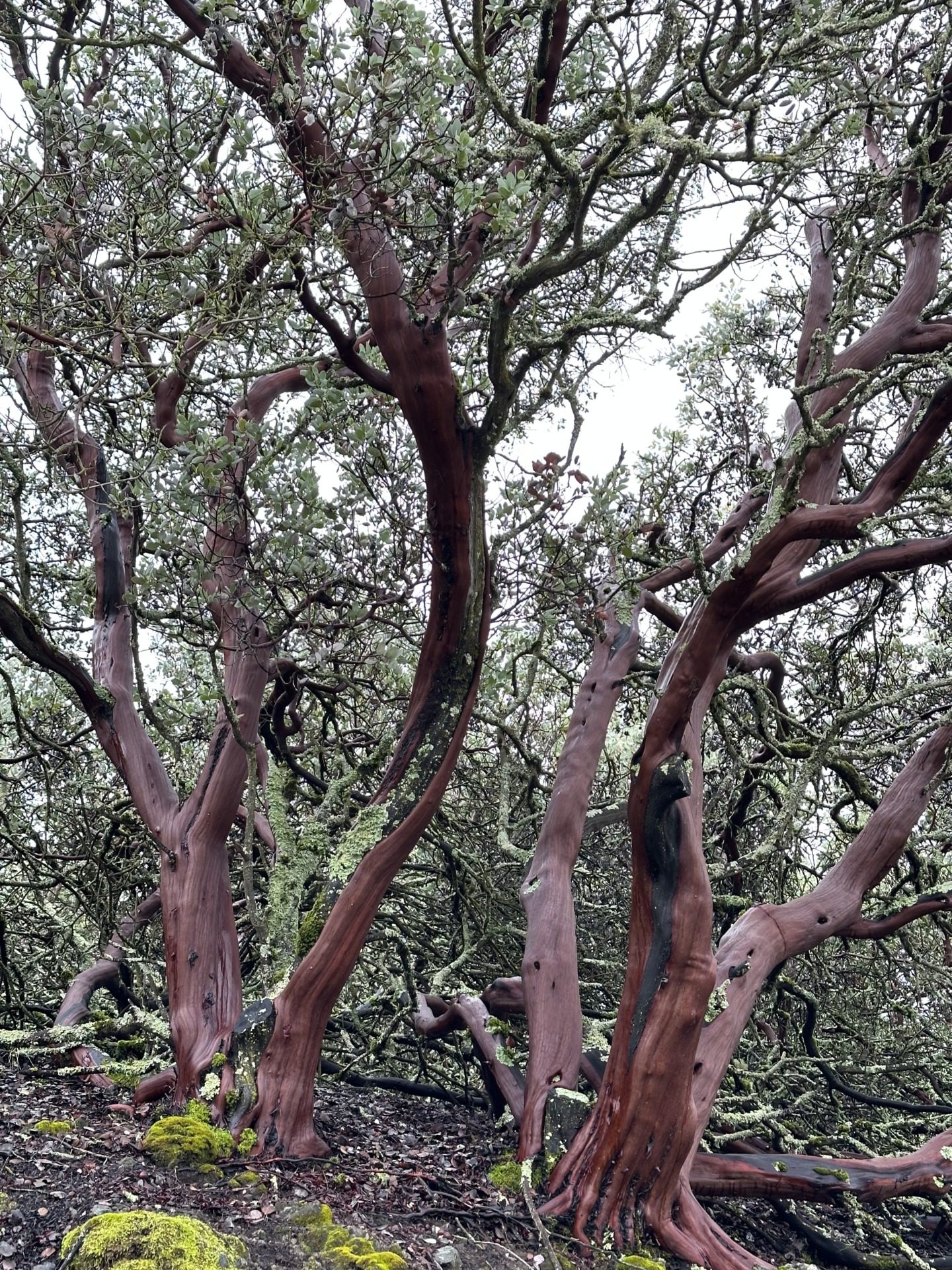 Manzanita i eukaliptusy, fot. Aleksandra Karkowska