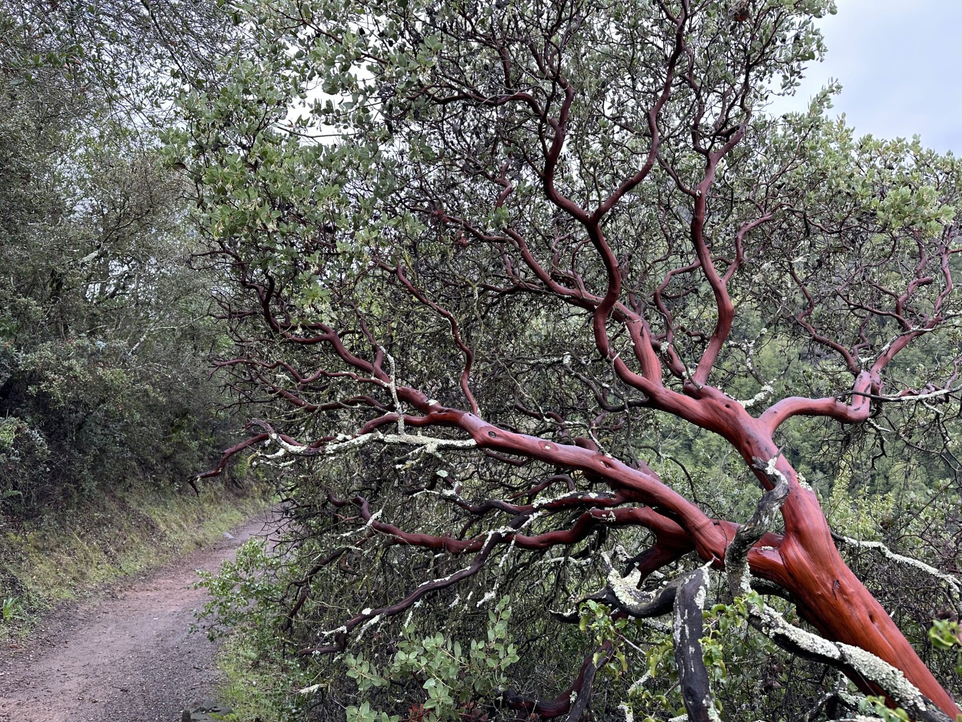 Manzanita i eukaliptusy, fot. Aleksandra Karkowska