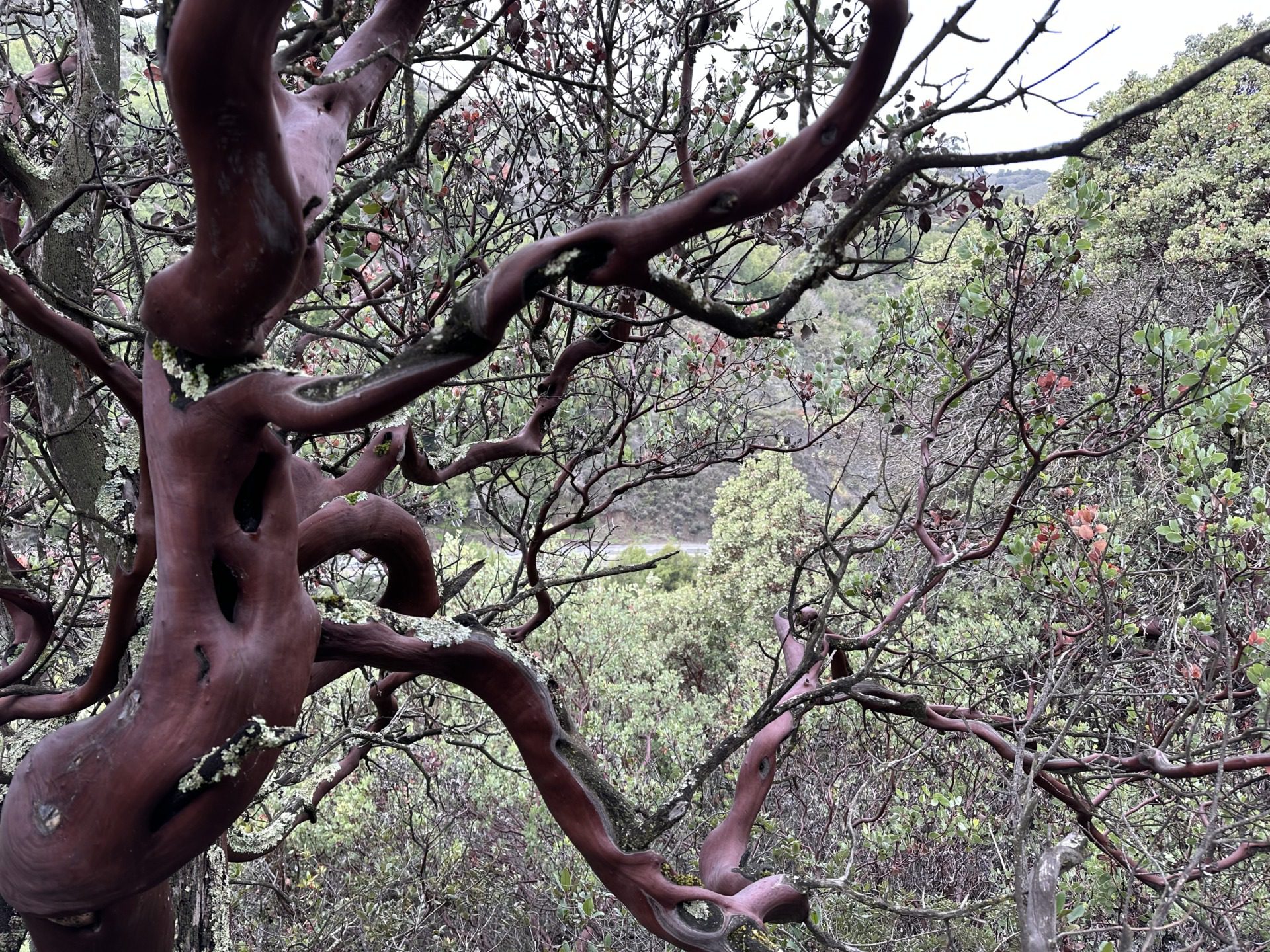 Manzanita i eukaliptusy, fot. Aleksandra Karkowska