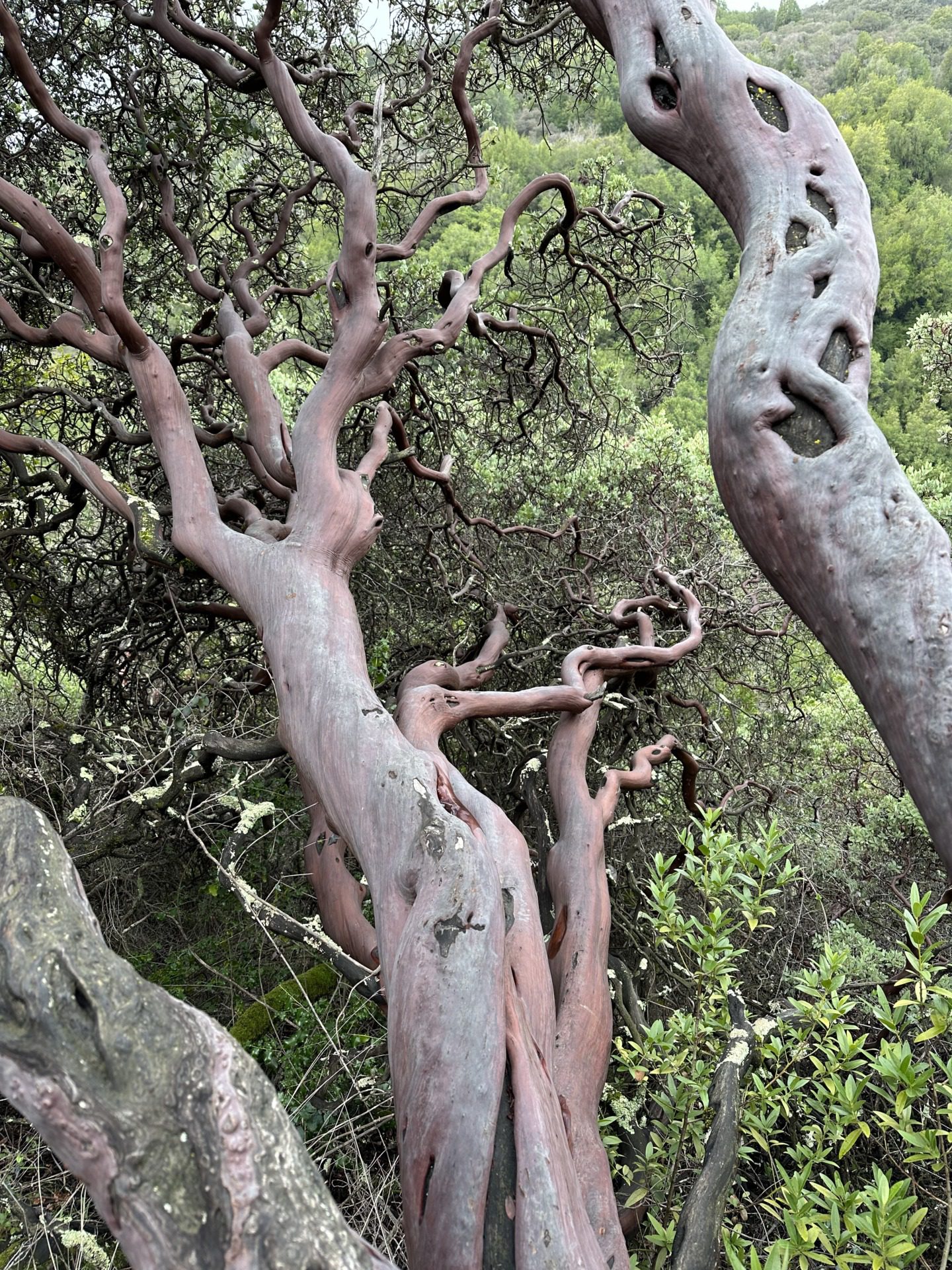 Manzanita i eukaliptusy, fot. Aleksandra Karkowska