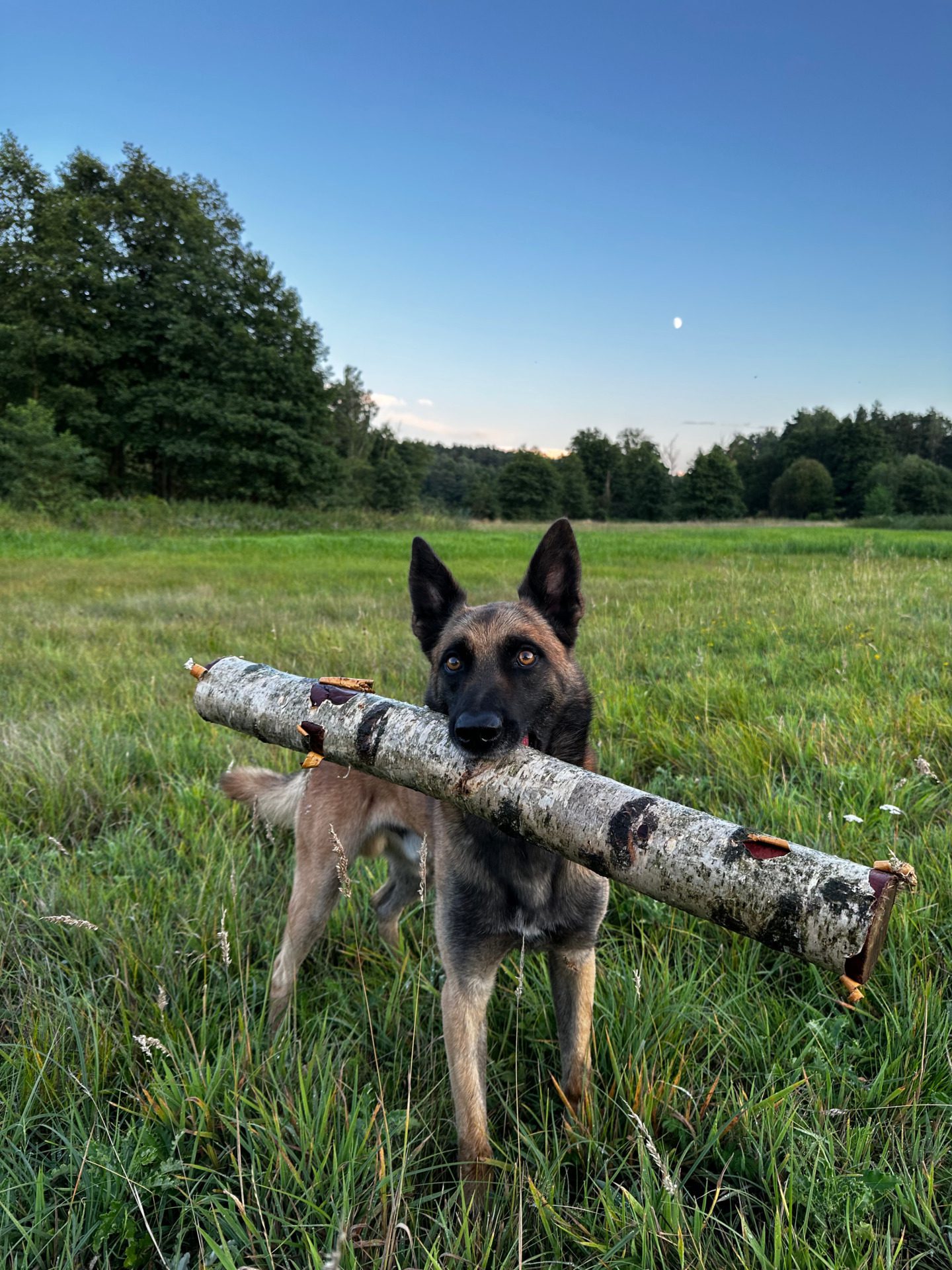 Owczarek Belgijski Mallinois - Anubis, fot. Magda Czajkowska