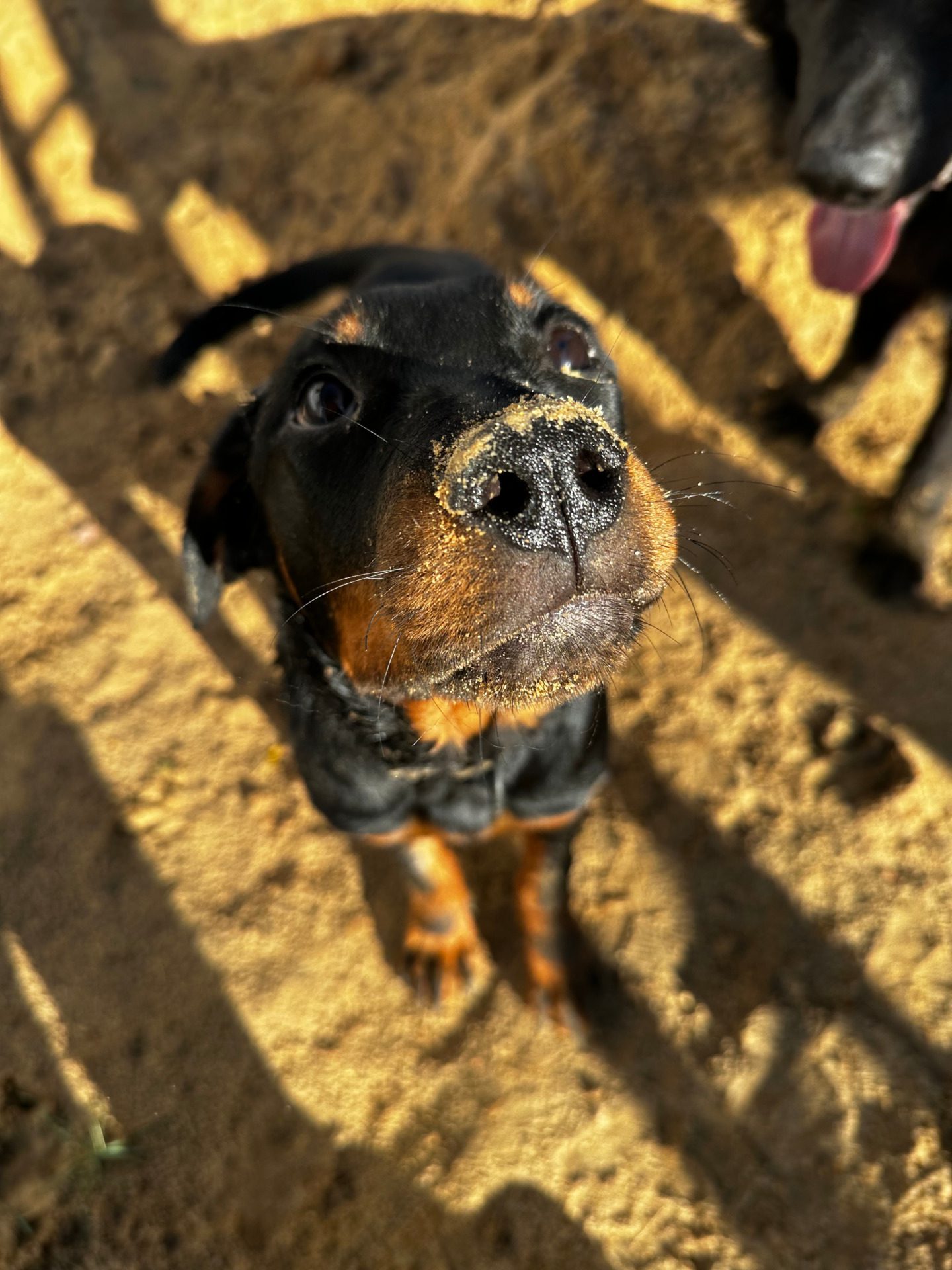 Texas Rottweiler, fot. Magda Czajkowska