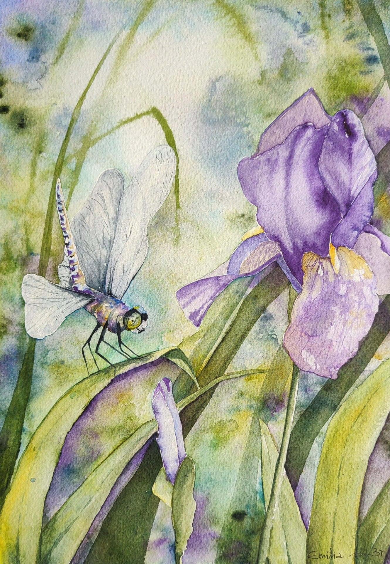 Irys, fot. Emilia Sychowiec
