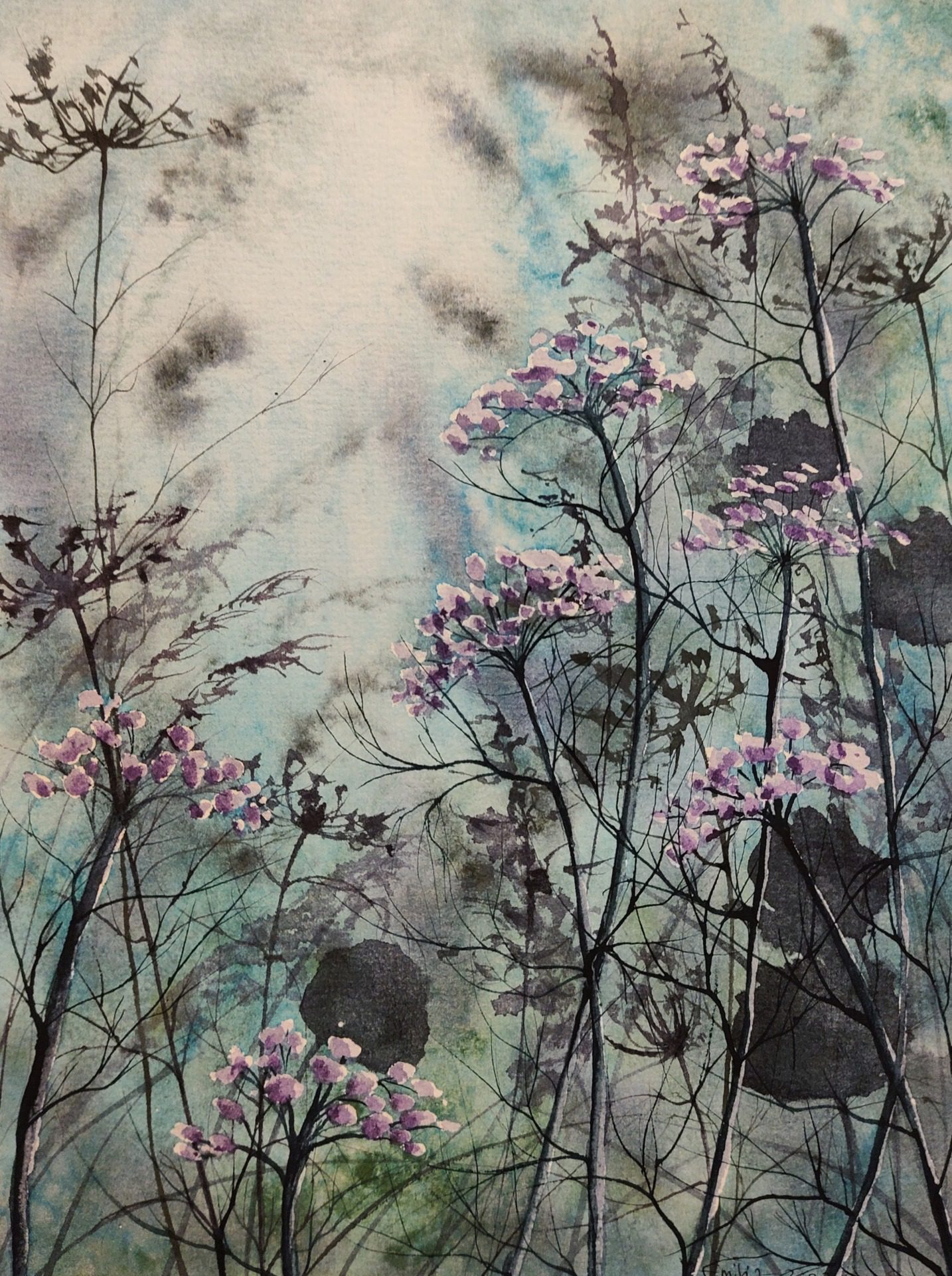 Seledyn, fot. Emilia Sychowiec