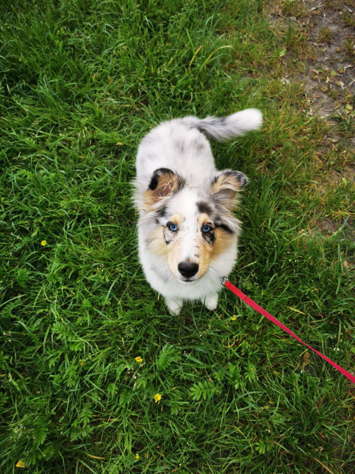 Oreo, fot. Magda Czajkowska