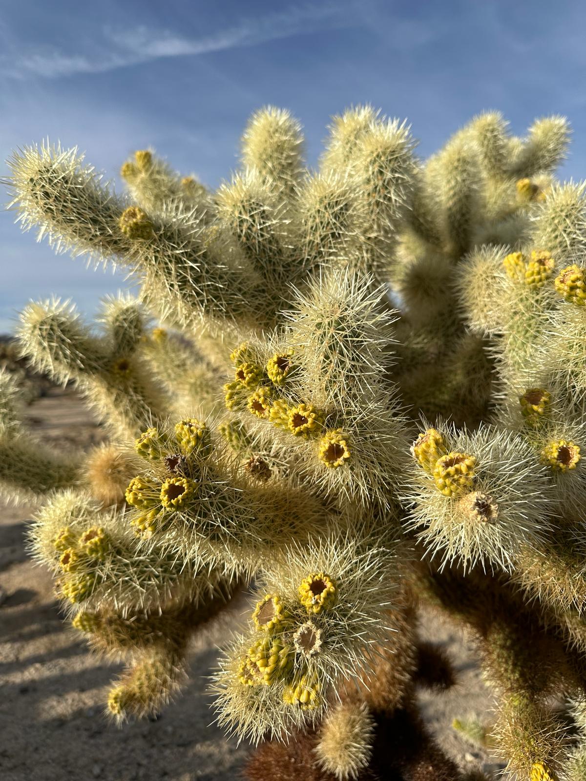 Joshua Tree National Park, fot. Aleksandra Karkowska