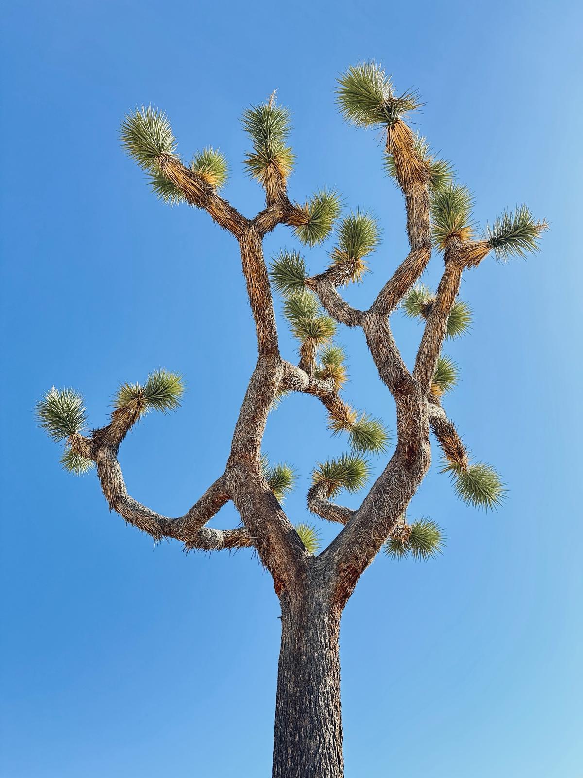 Joshua Tree National Park, fot. Aleksandra Karkowska