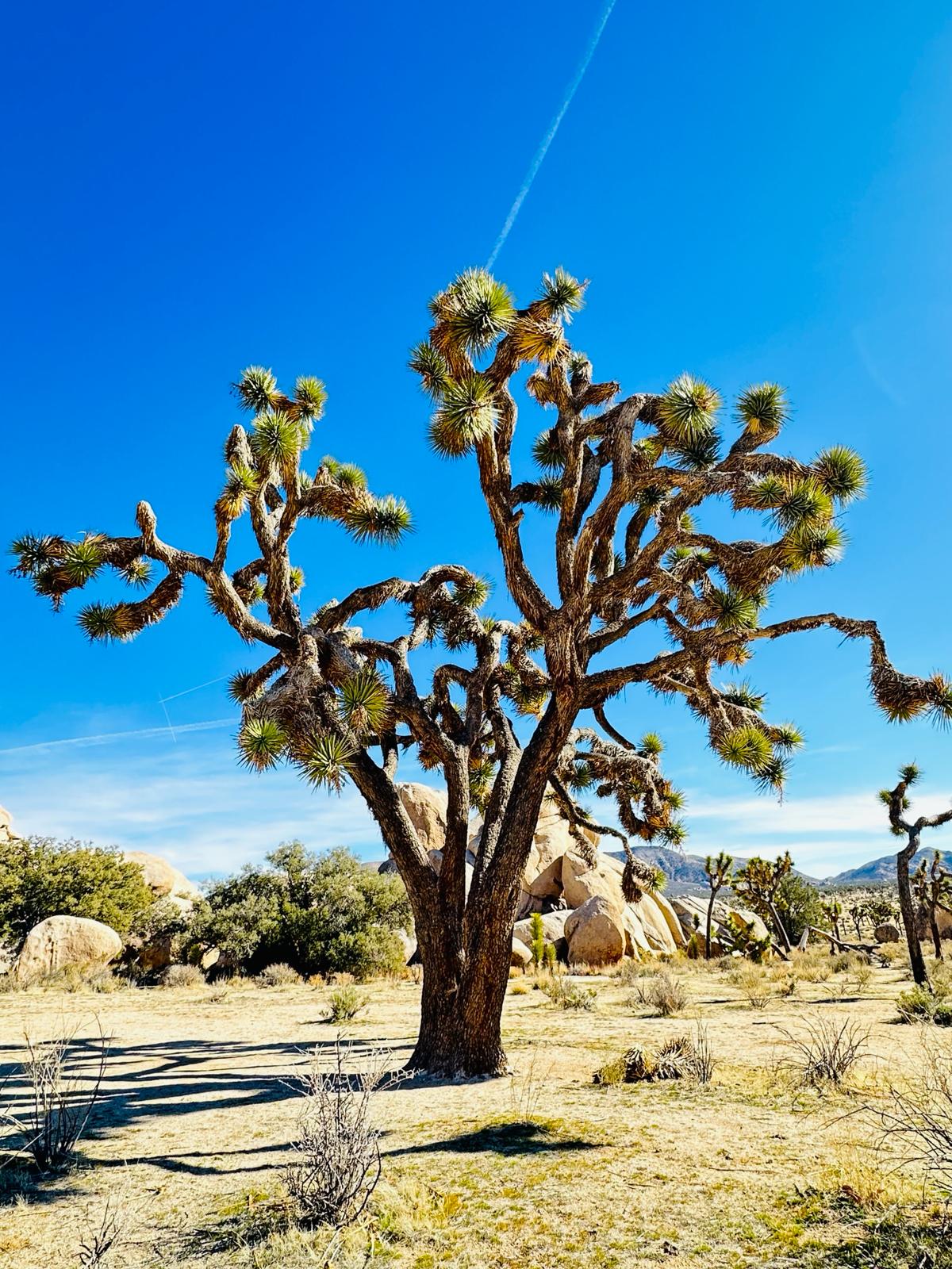 Joshua Tree National Park, fot. Aleksandra Karkowska