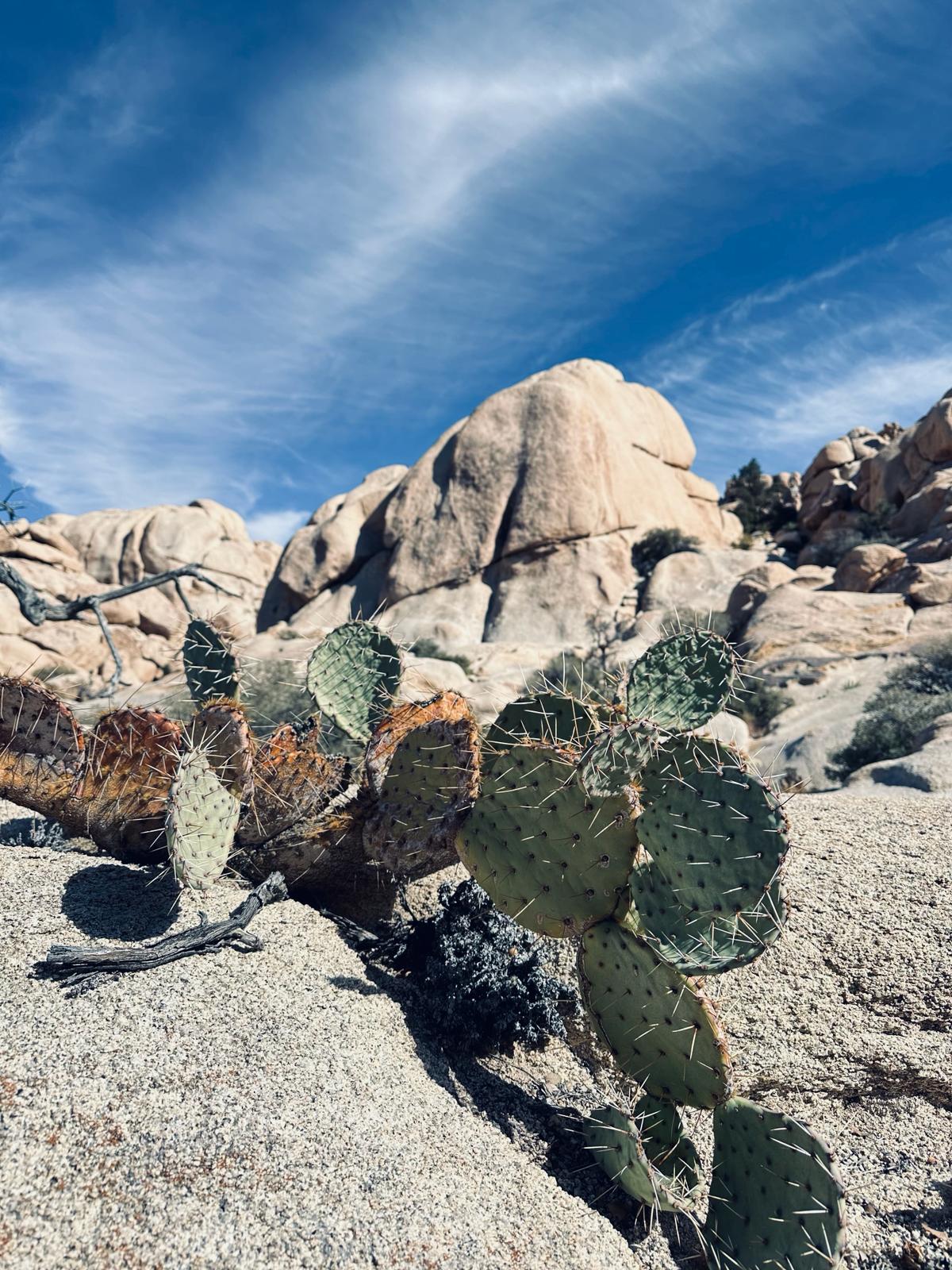 Joshua Tree National Park, fot. Aleksandra Karkowska