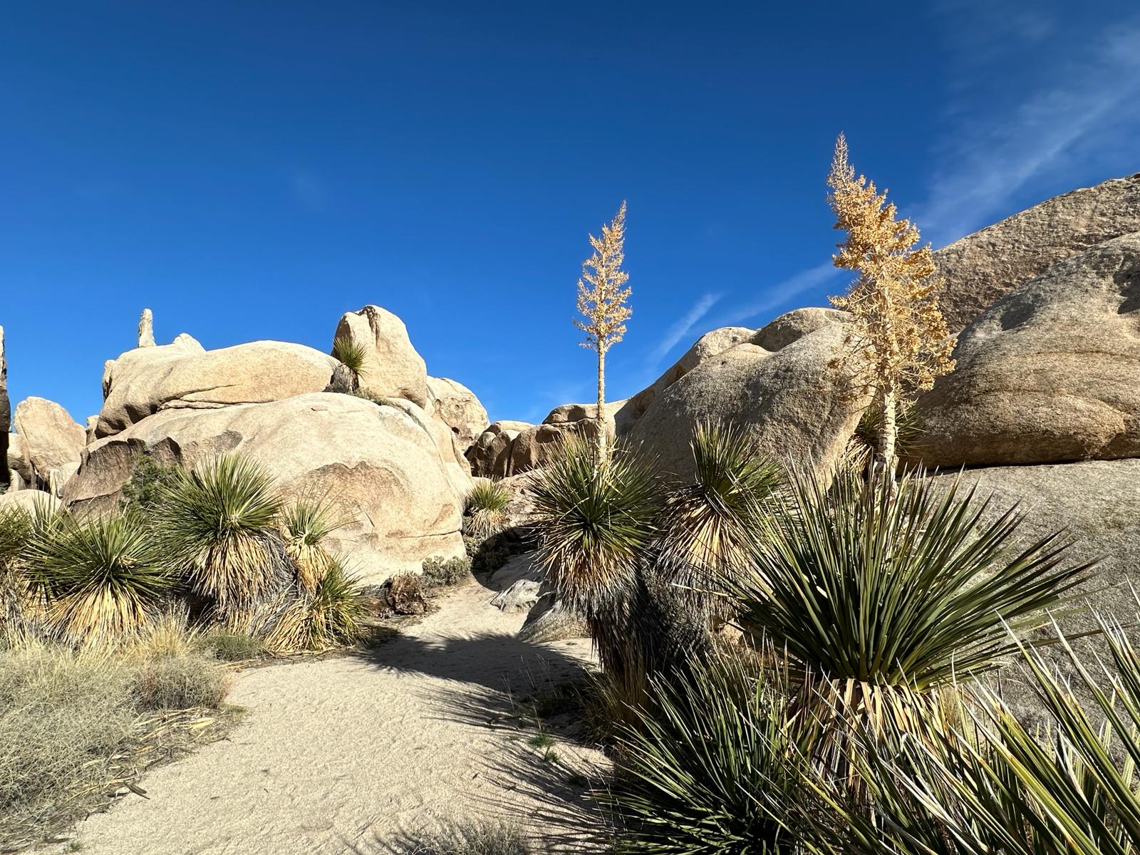 Joshua Tree National Park, fot. Aleksandra Karkowska