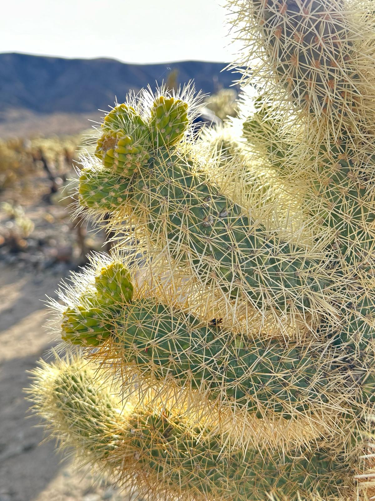 Joshua Tree National Park, fot. Aleksandra Karkowska
