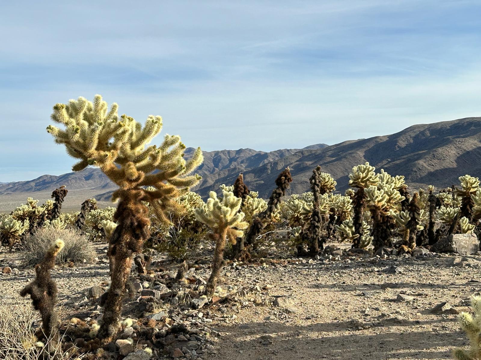 Joshua Tree National Park, fot. Aleksandra Karkowska