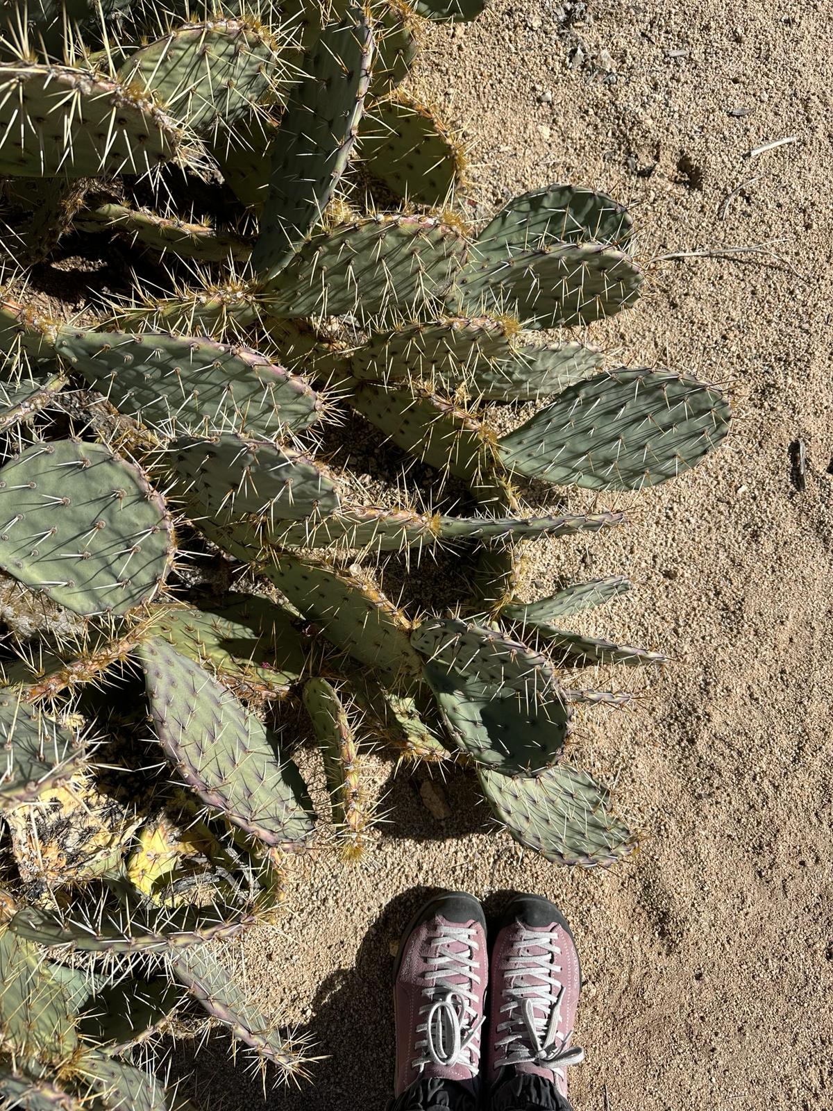 Joshua Tree National Park, fot. Aleksandra Karkowska