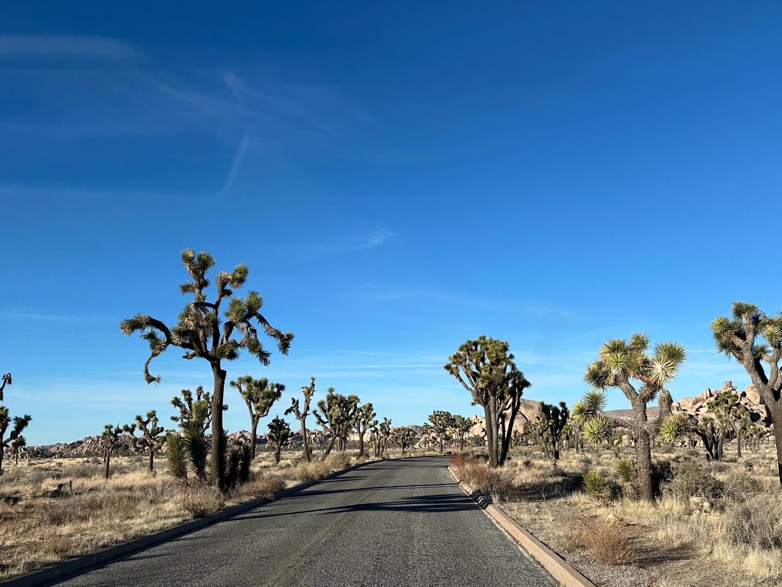 Joshua Tree National Park, fot. Aleksandra Karkowska