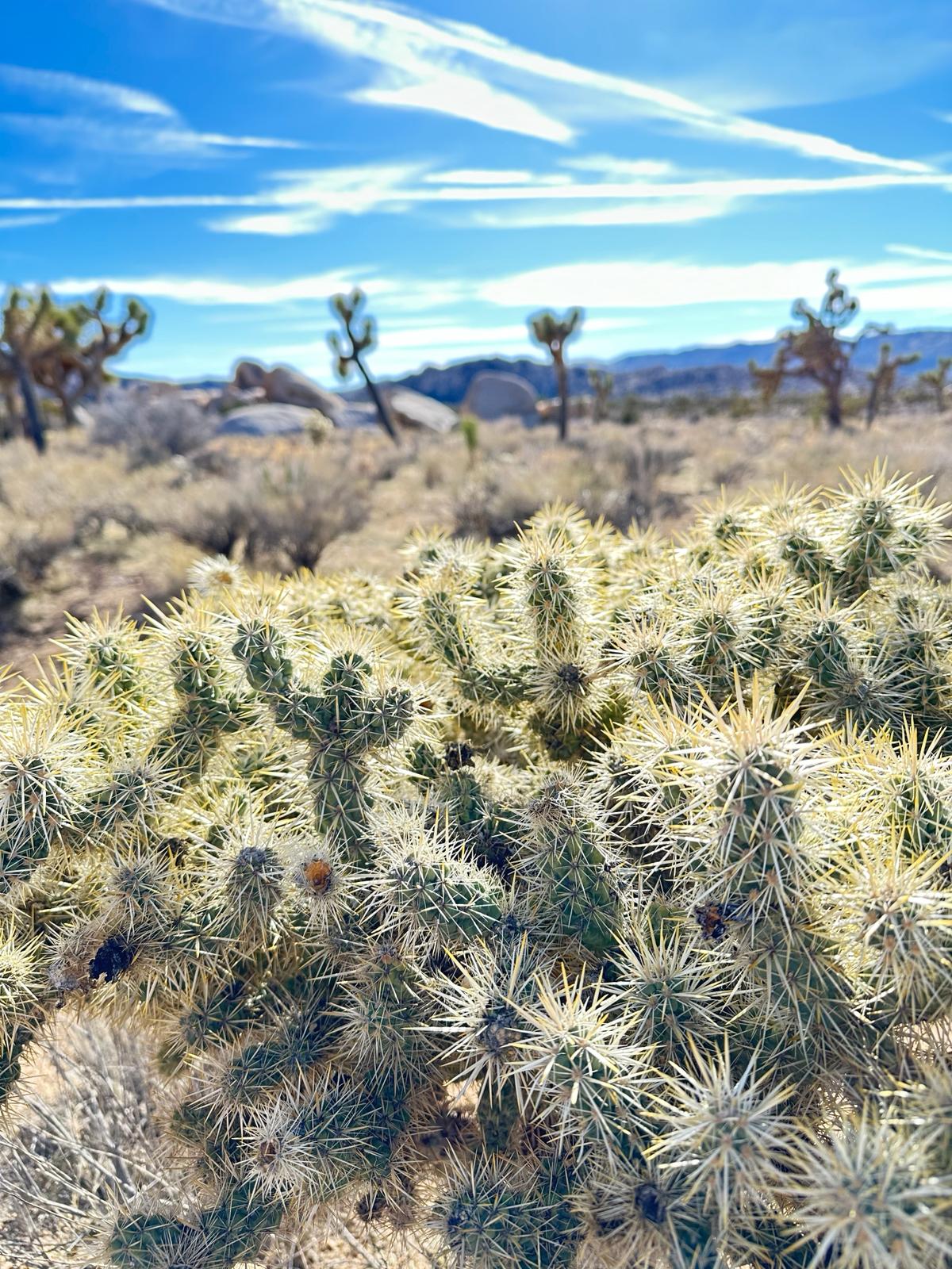Joshua Tree National Park, fot. Aleksandra Karkowska