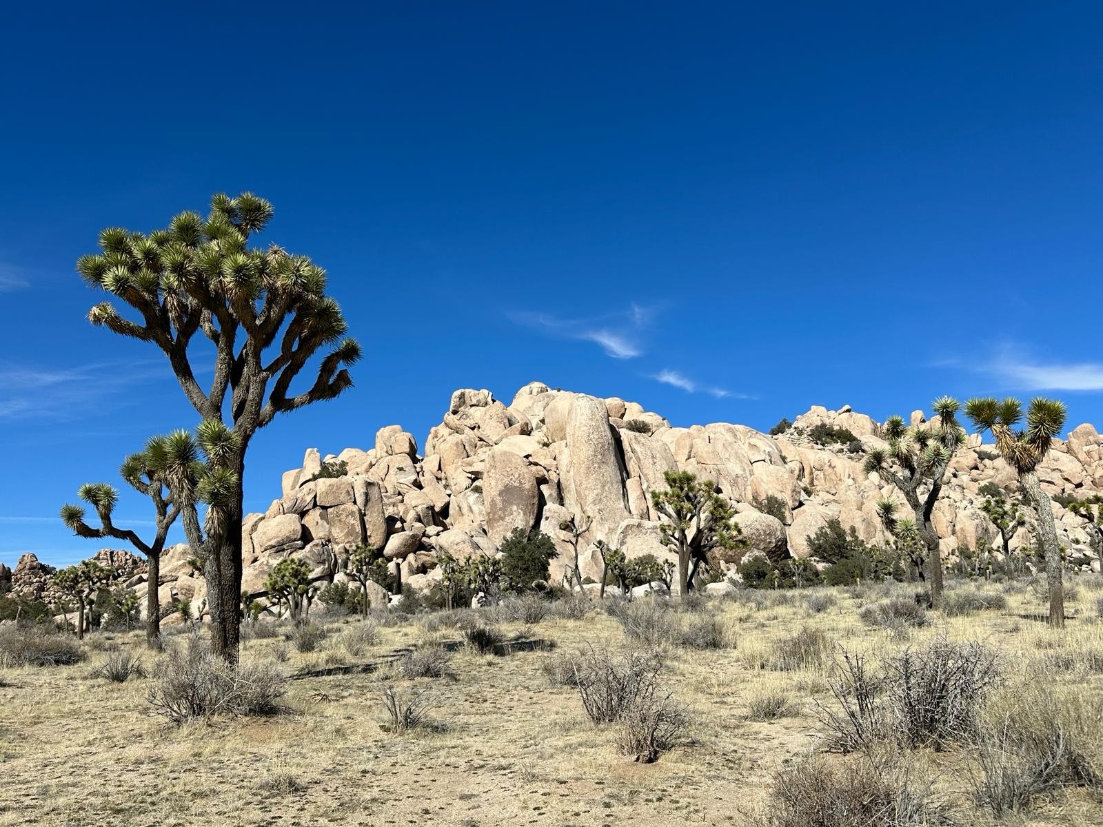 Joshua Tree National Park, fot. Aleksandra Karkowska