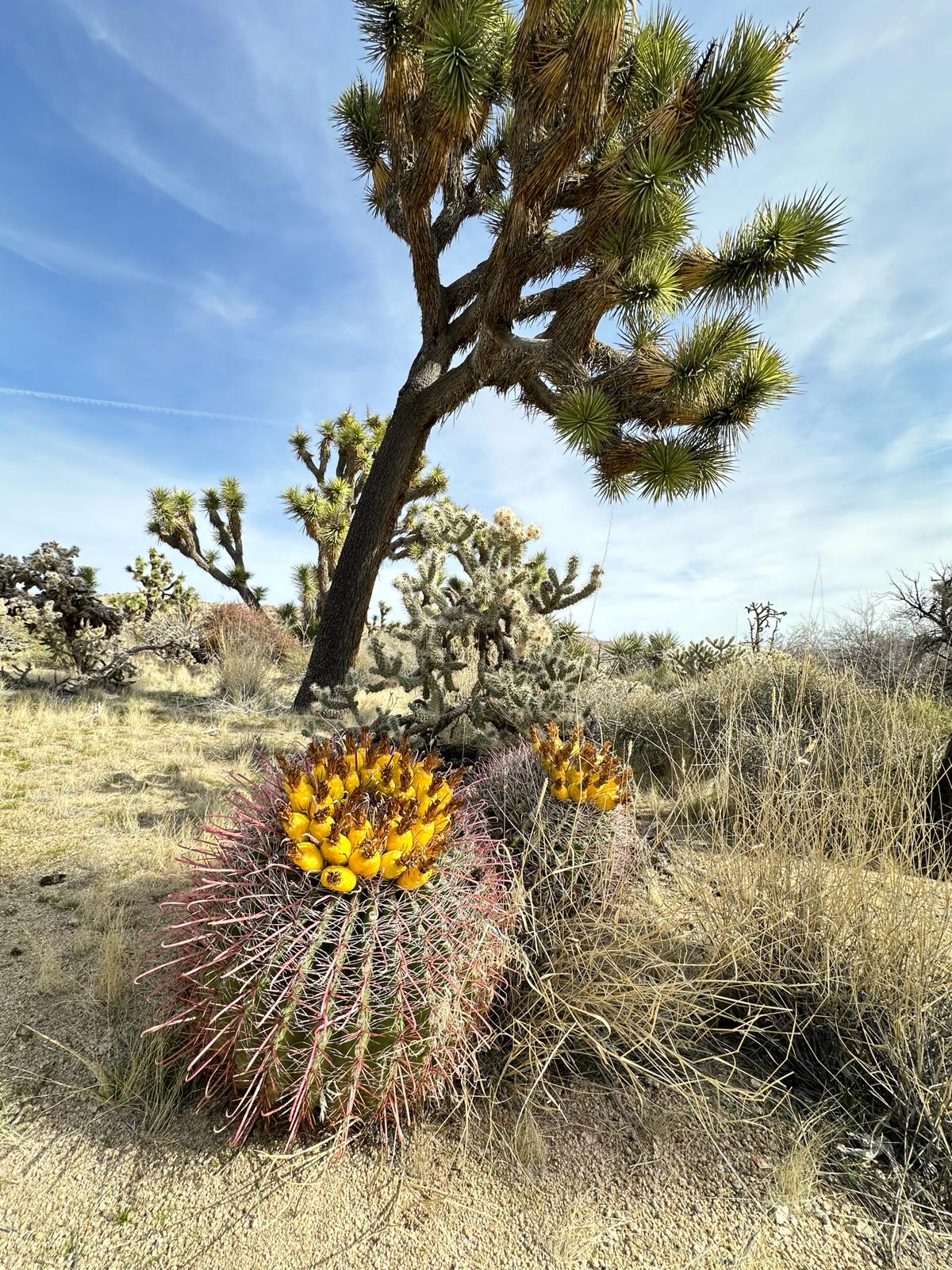 Joshua Tree National Park, fot. Aleksandra Karkowska