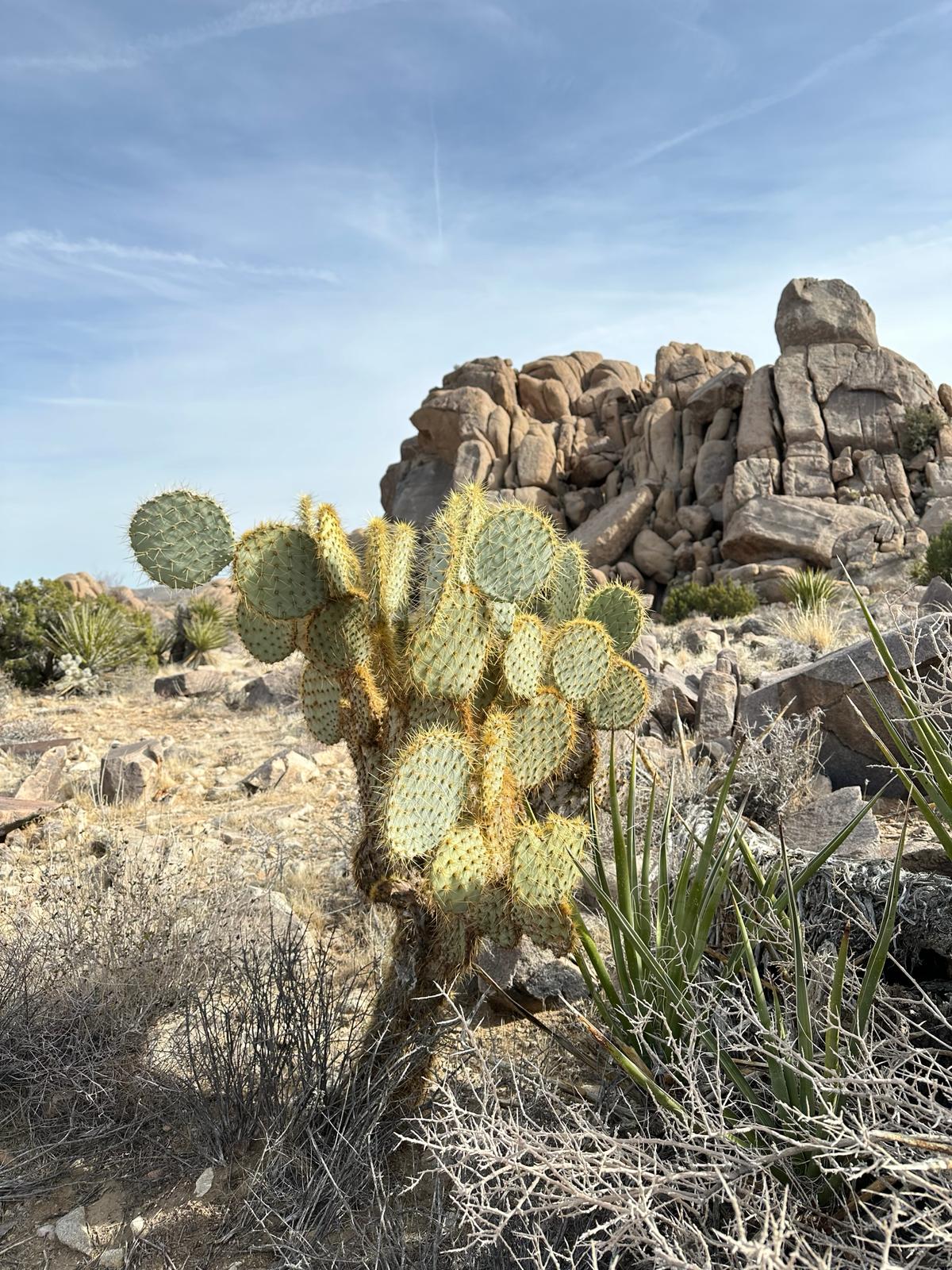 Joshua Tree National Park, fot. Aleksandra Karkowska