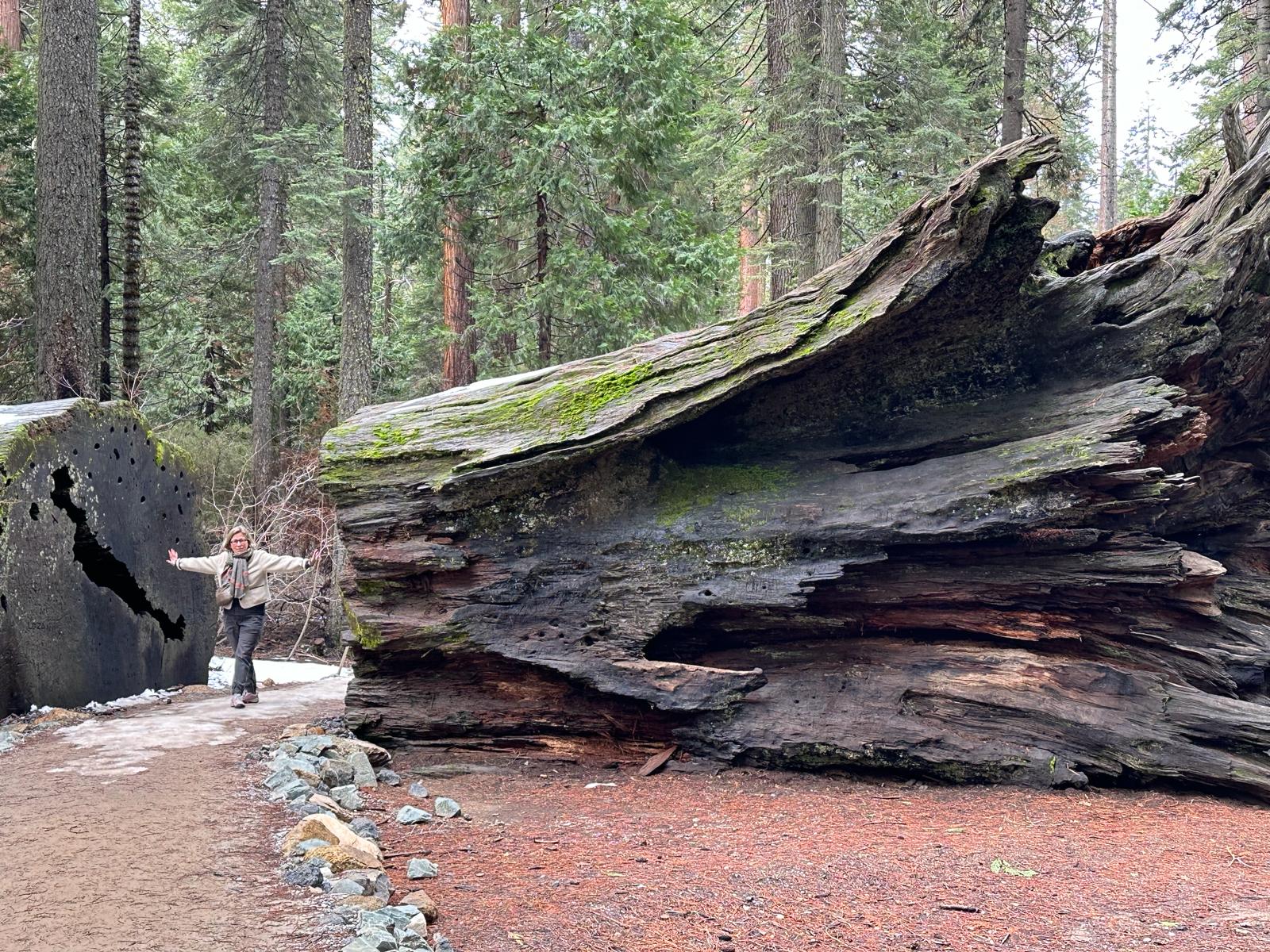 Calaveras Big Trees, fot. Aleksandra Karkowska