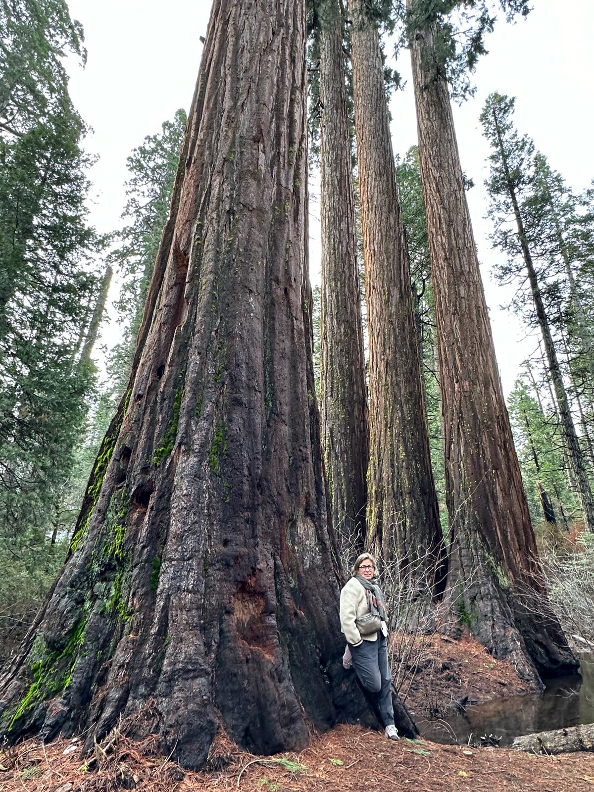 Calaveras Big Trees, fot. Aleksandra Karkowska