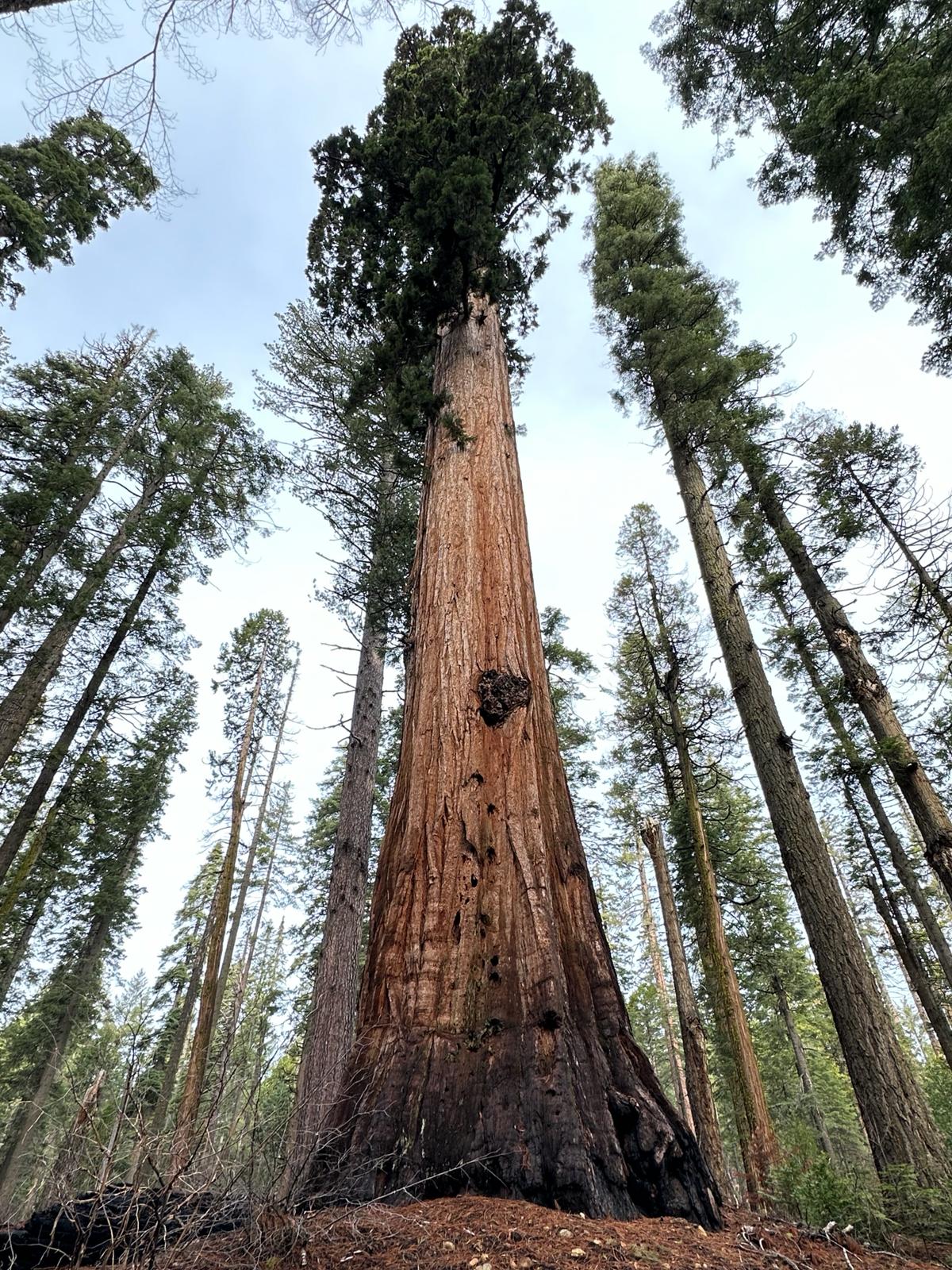 Calaveras Big Trees, fot. Aleksandra Karkowska